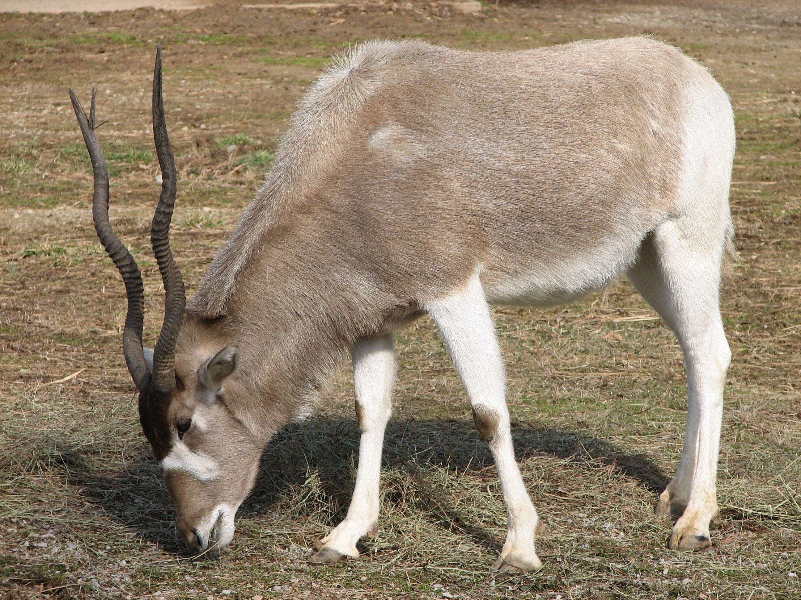 Animals, Desert animals, Wildlife animals, Addax, 2600x1950 HD Desktop