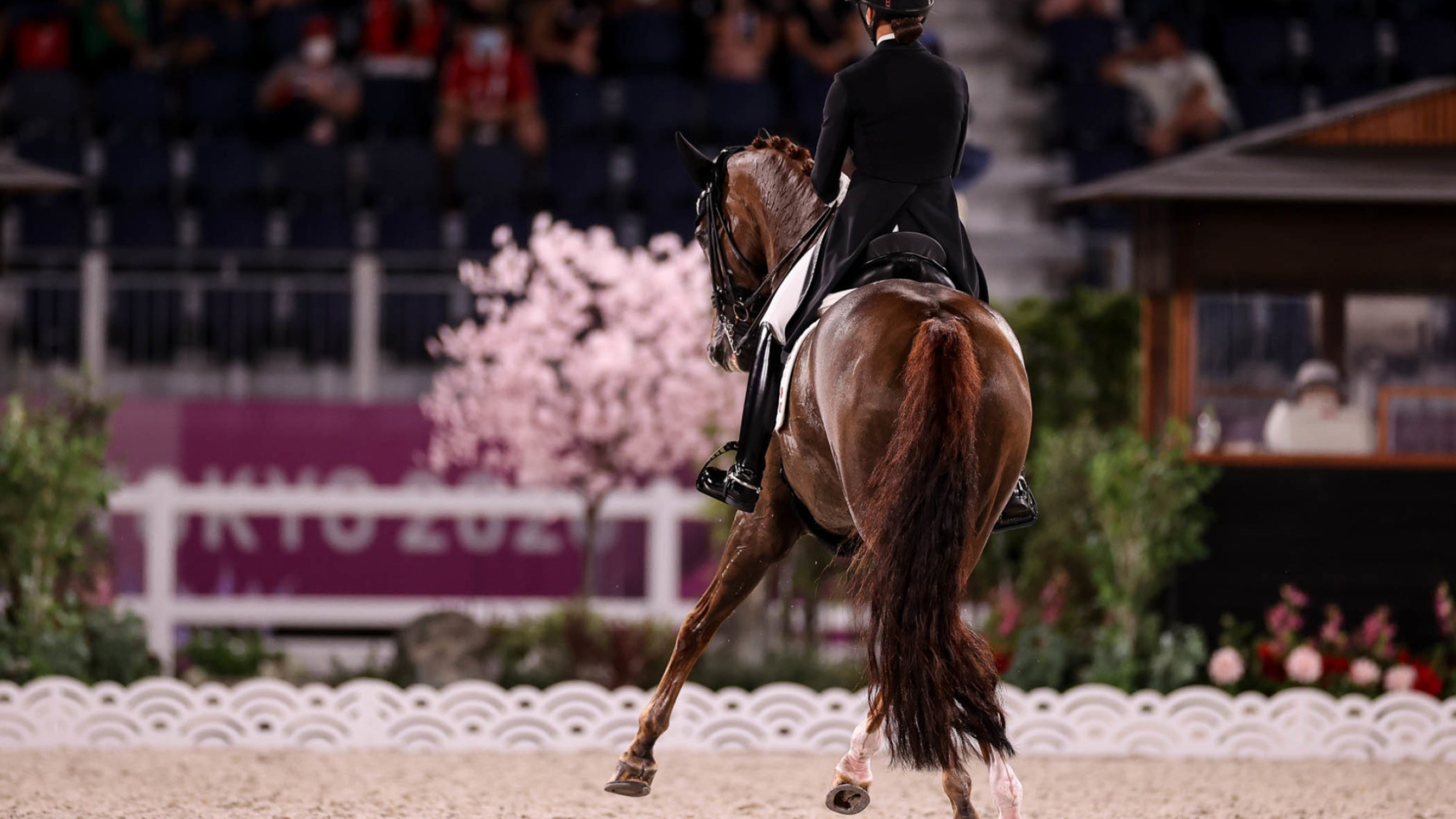 Cathrine Dufour, Dressage Wallpaper, 2560x1440 HD Desktop