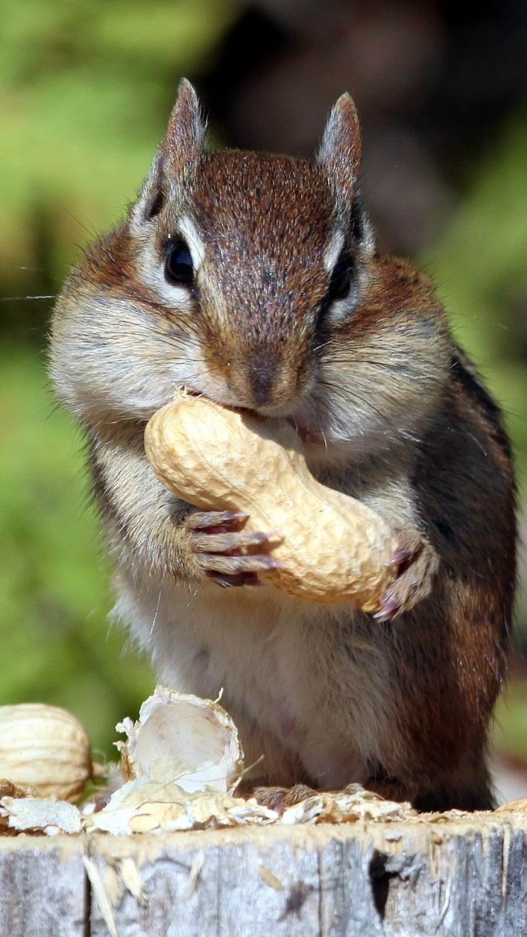 Chipmunk, Animals, Wallpaper, Squirrel, 1080x1920 Full HD Phone