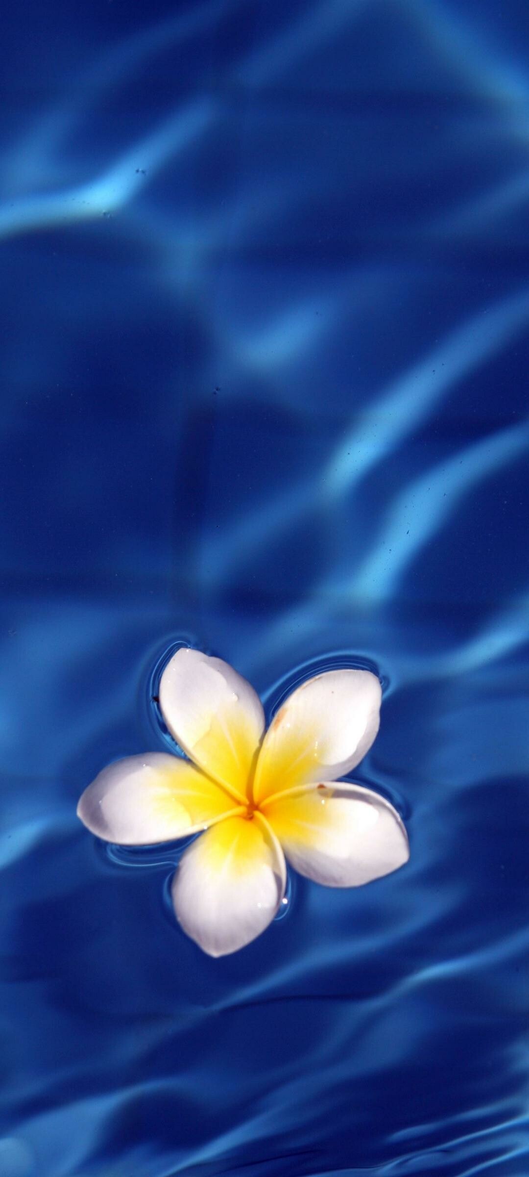 Waterpool, Frangipani Flowers Wallpaper, 1080x2400 HD Phone