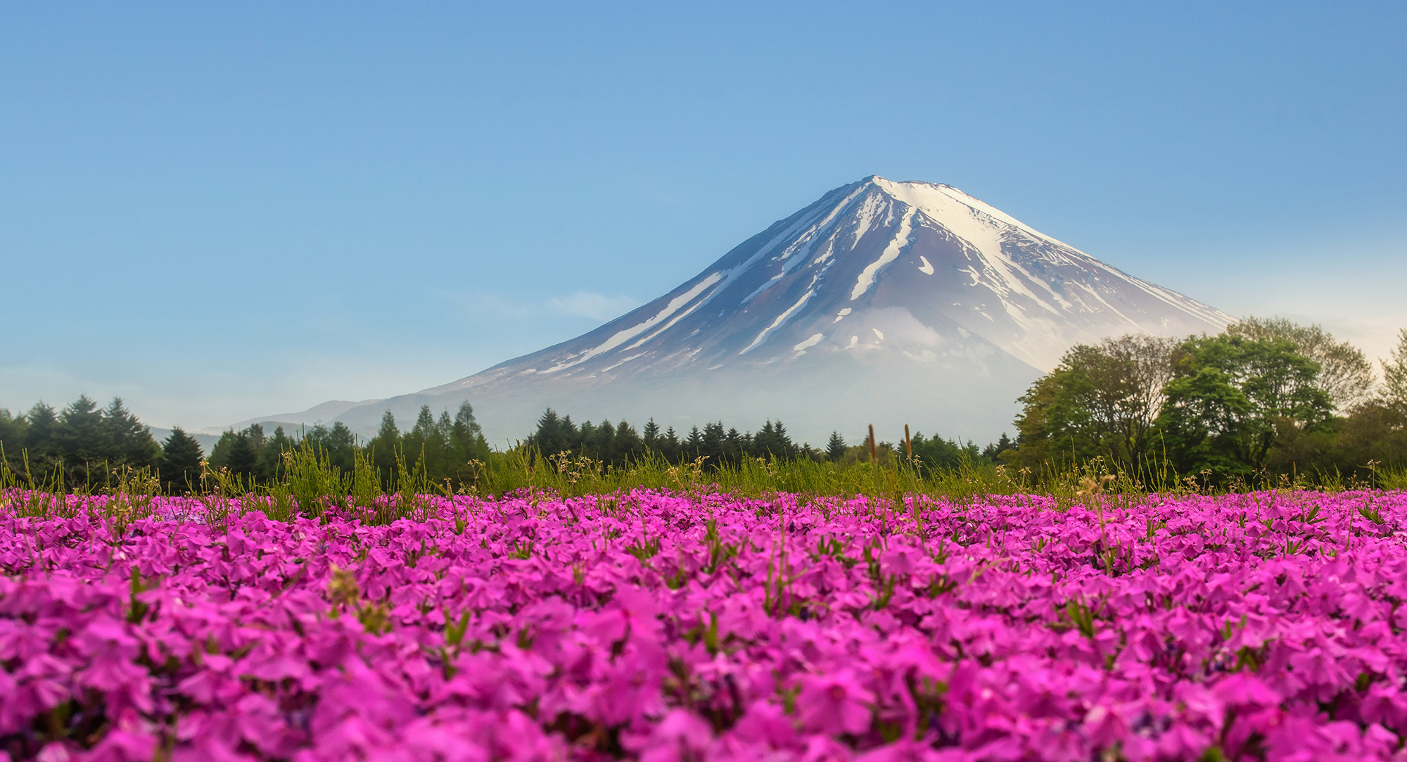 Pink flower field, Mt. Fuji backdrop, Tranquil setting, Captivating view, 2000x1090 HD Desktop