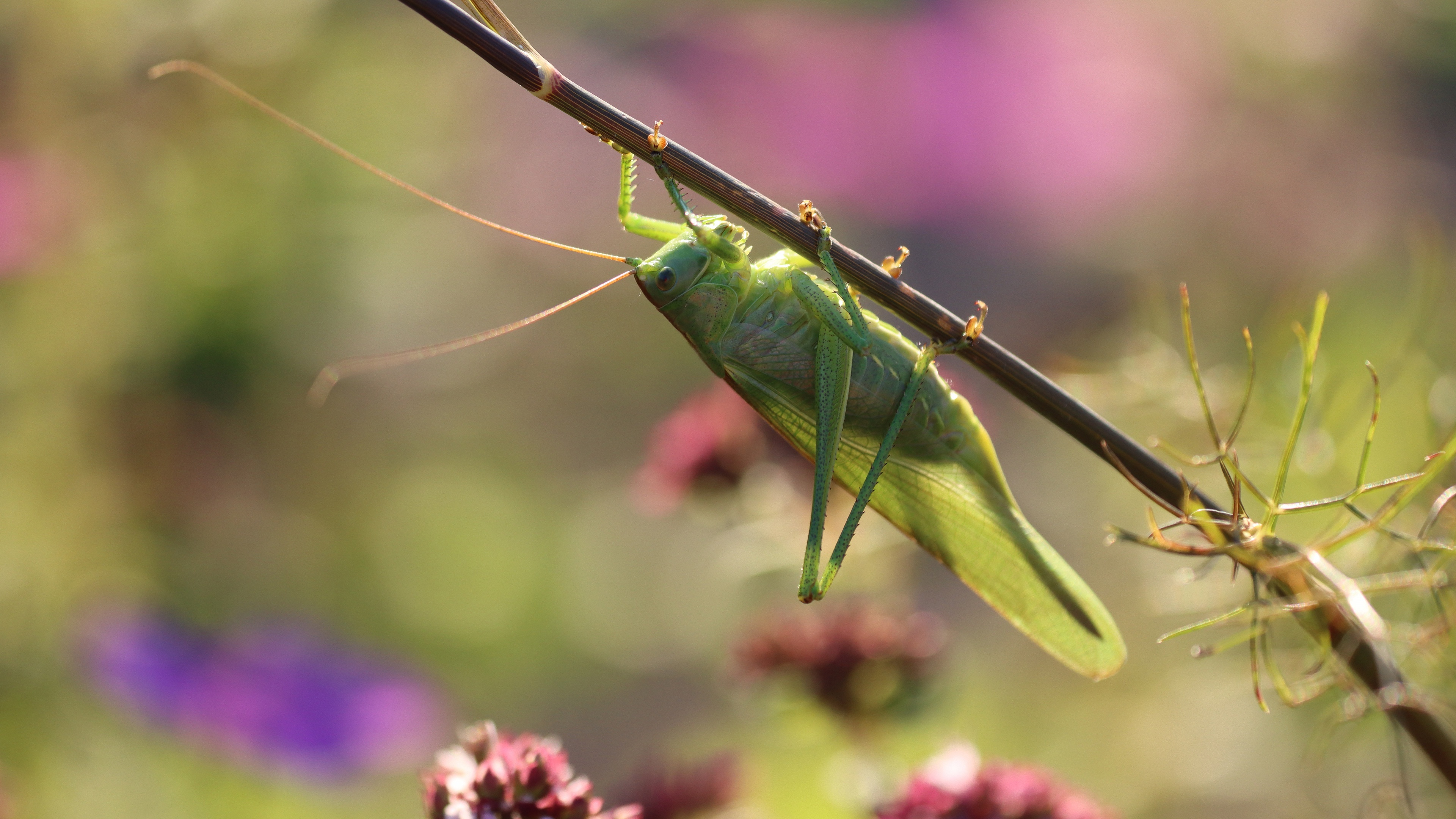 Grasshopper, 4K Ultra wallpaper, 3840x2160 4K Desktop