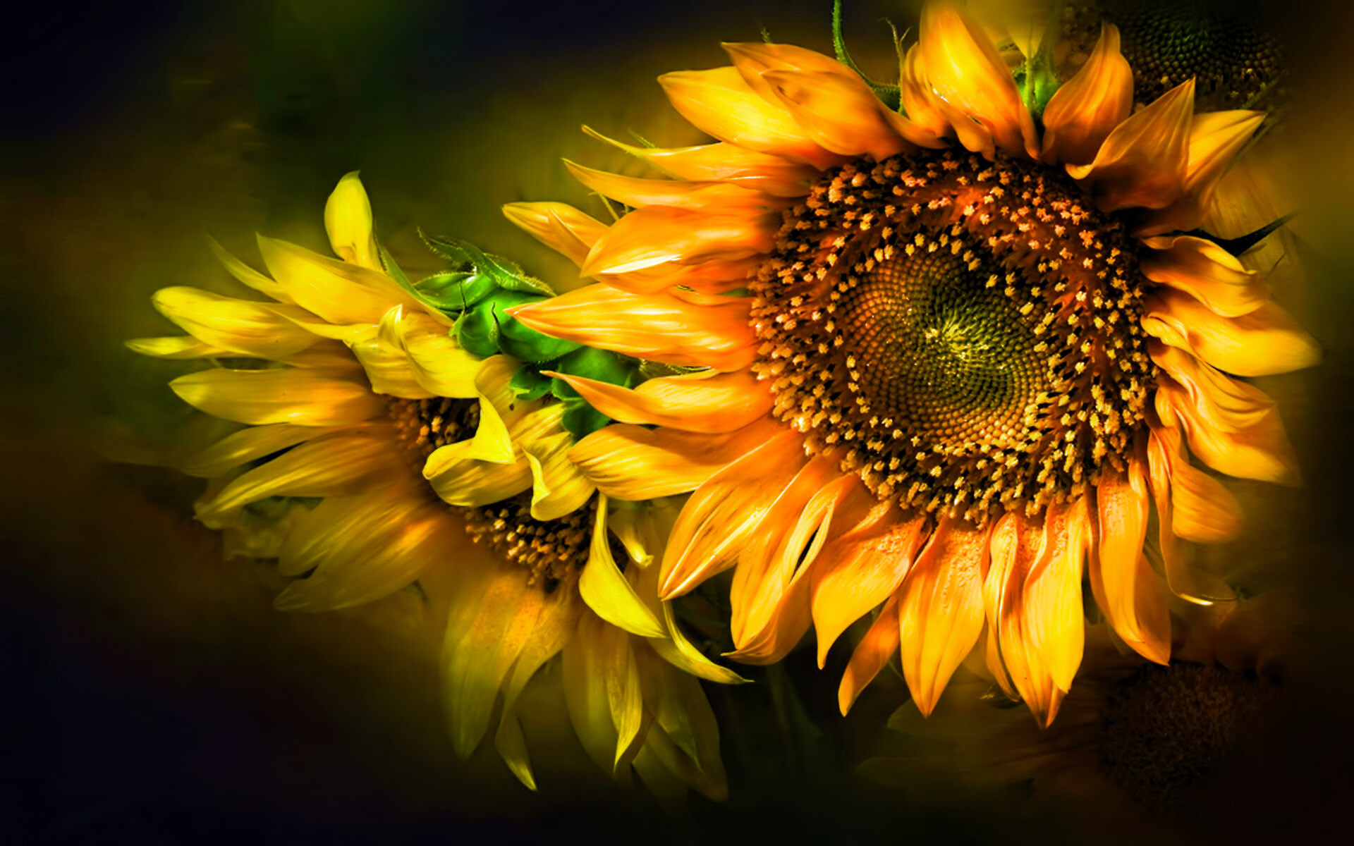 Sunflower wallpaper, Quotes, 1920x1200 HD Desktop