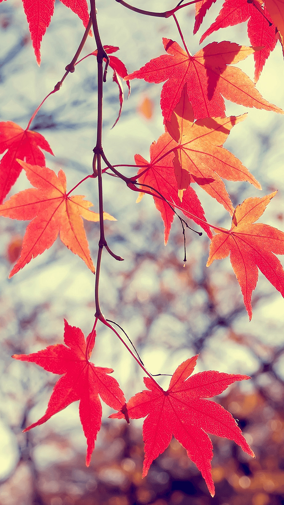 Japanese maple leaves, Vibrant colors, Autumn beauty, Nature's delight, 1080x1920 Full HD Phone