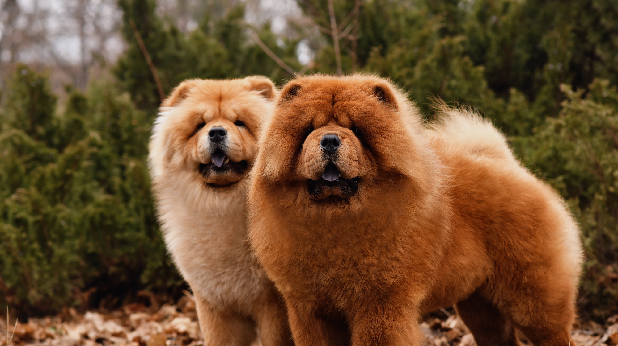 Chow Chow, Train, Feed, Care, 2000x1130 HD Desktop