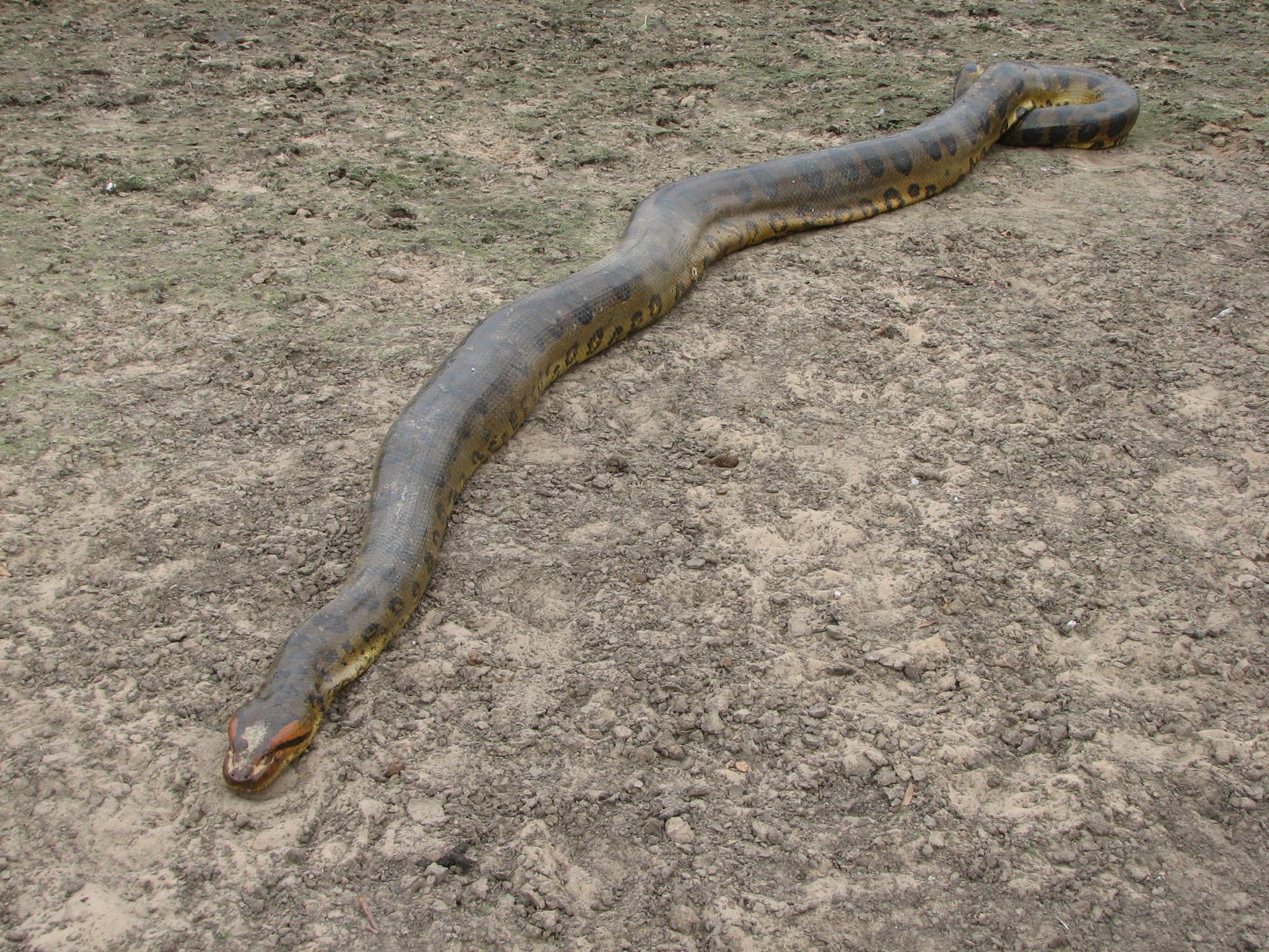 Anaconda, Size, Eunectes murinus, 2050x1540 HD Desktop