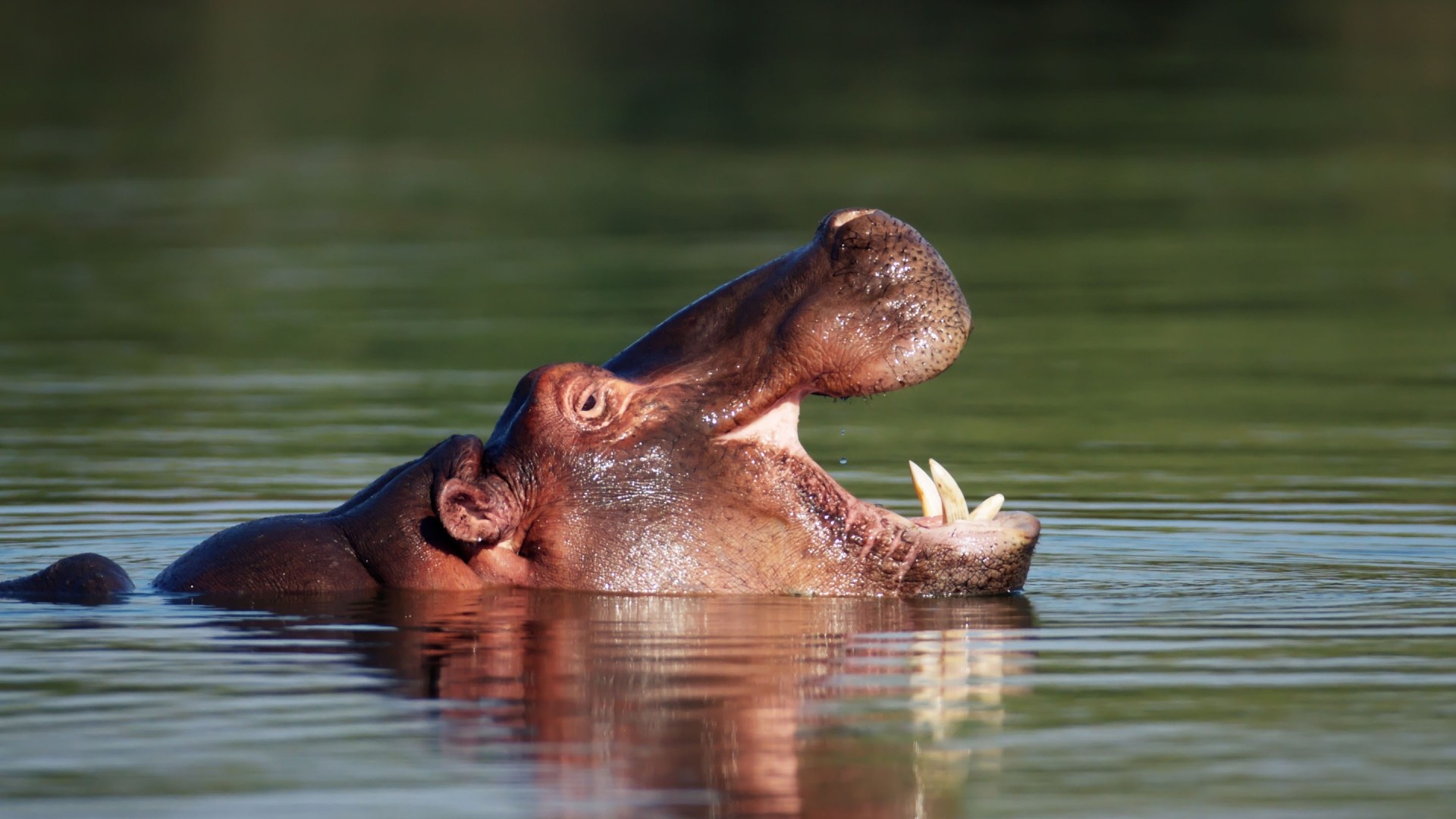 Hippopotamus wallpaper, Stunning images, Animal beauty, Natural photography, 1920x1080 Full HD Desktop