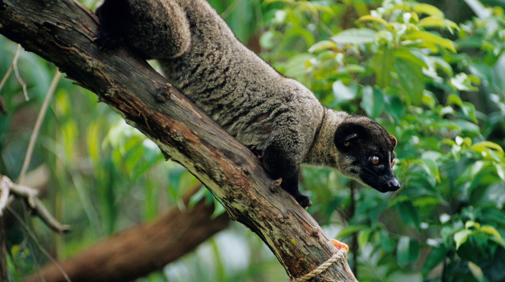 Asian Palm Civet, Small toothed, Cute little animals, Cats, 2050x1150 HD Desktop