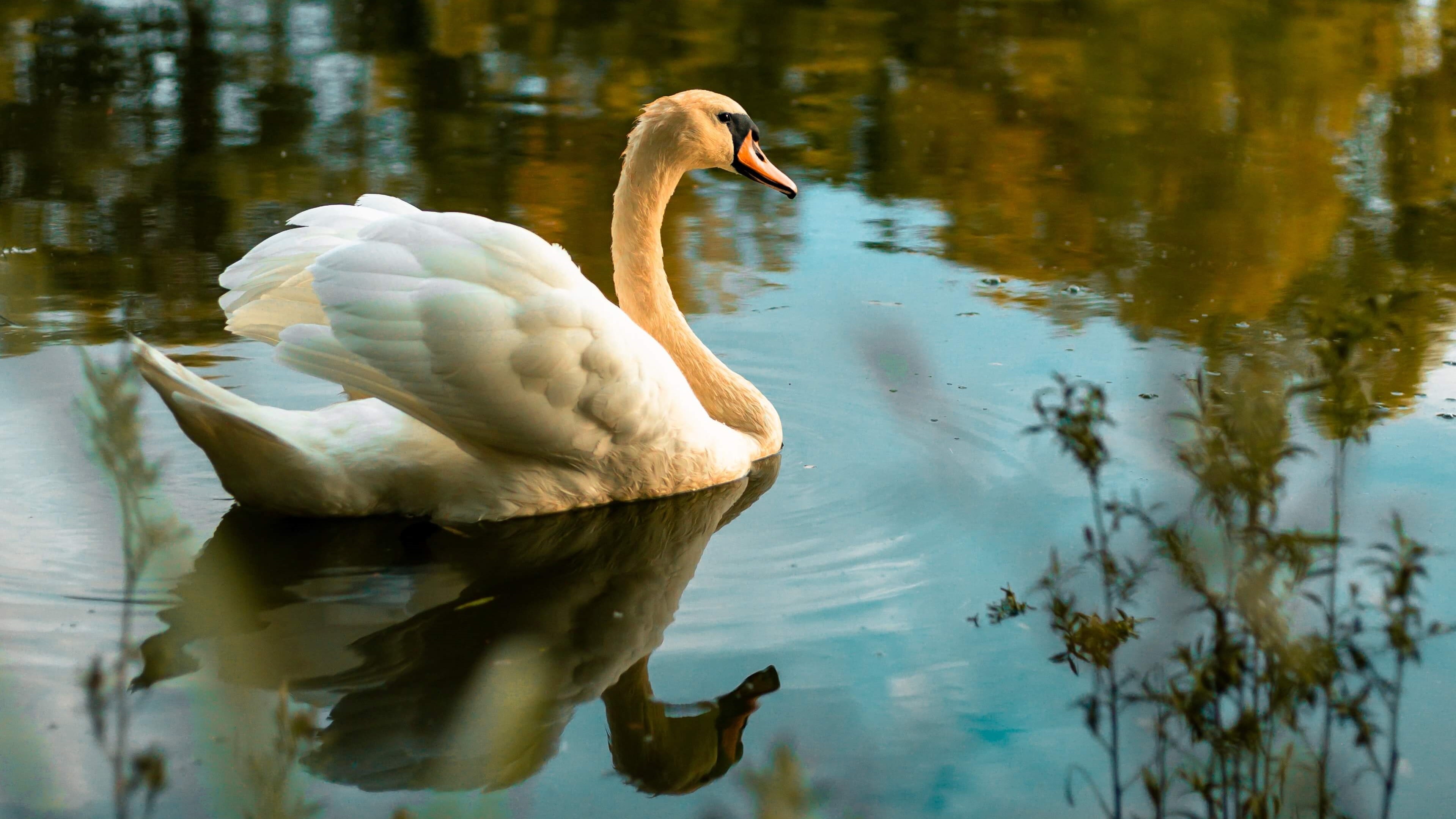 Swan traditions, Royal traditions, Swan upping, the royal, 3840x2160 HD Desktop