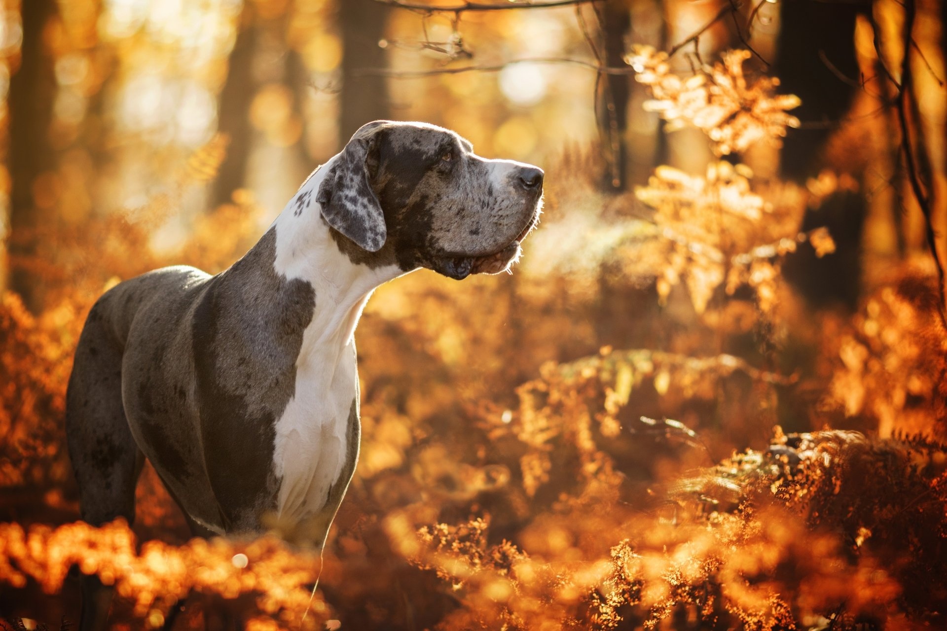 4K Great Dane wallpapers, Background images, Stunning visuals, Impeccable details, 1920x1280 HD Desktop