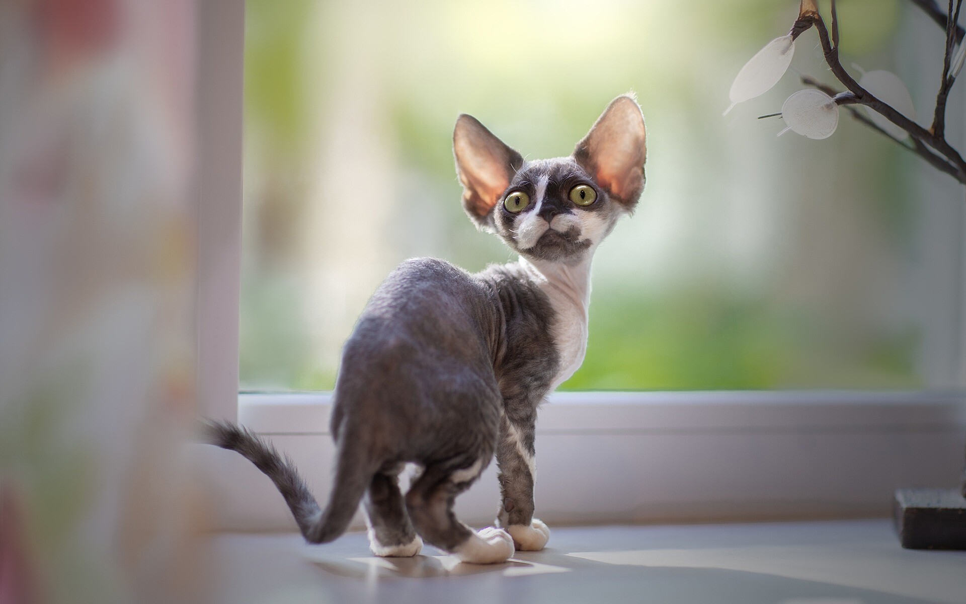 Devon Rex, Green-eyed beauty, Domestic cat, British breed, 1920x1200 HD Desktop