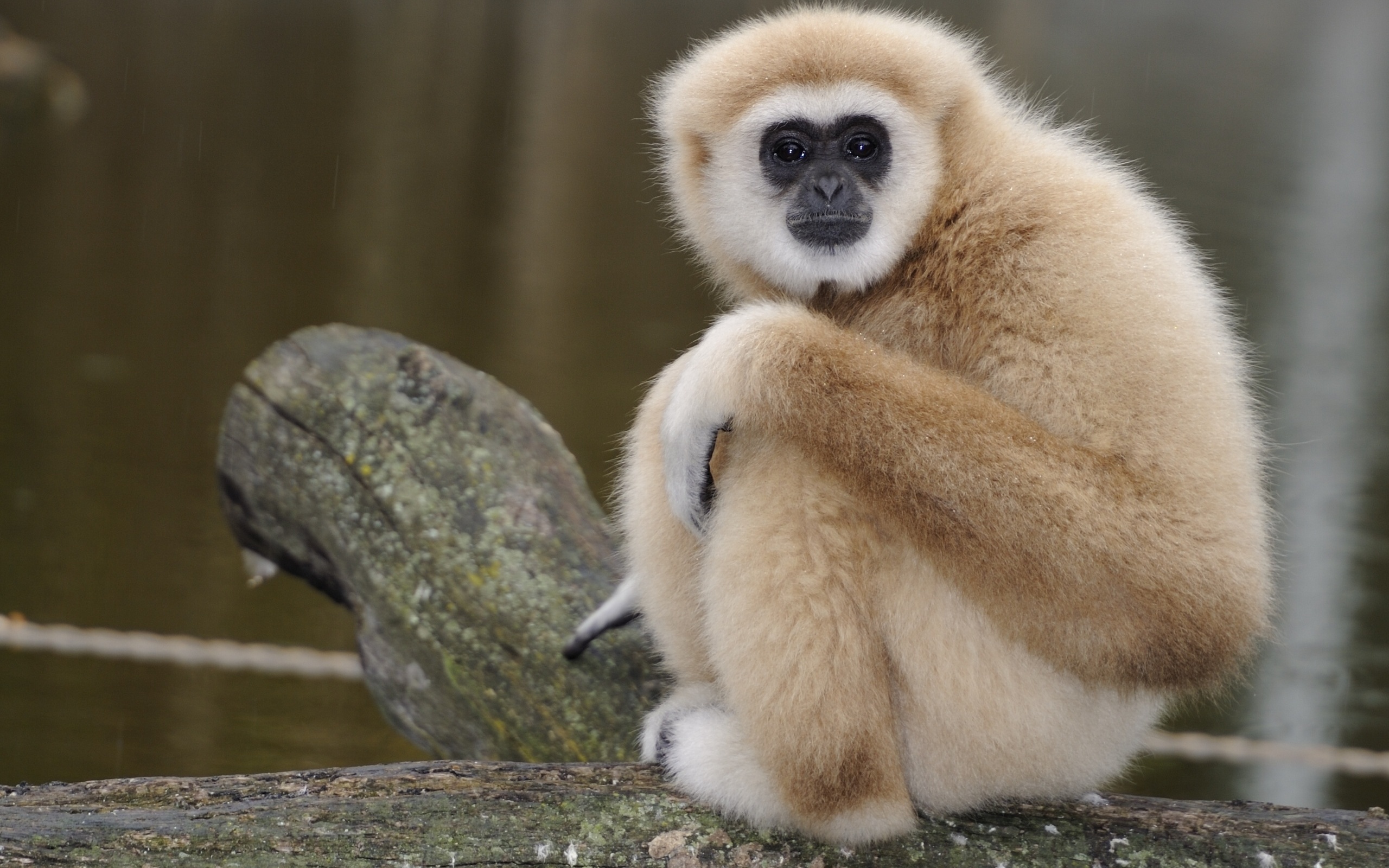 Monkey, diverse monkey species, wide range of wallpapers, monkey lovers, 2560x1600 HD Desktop