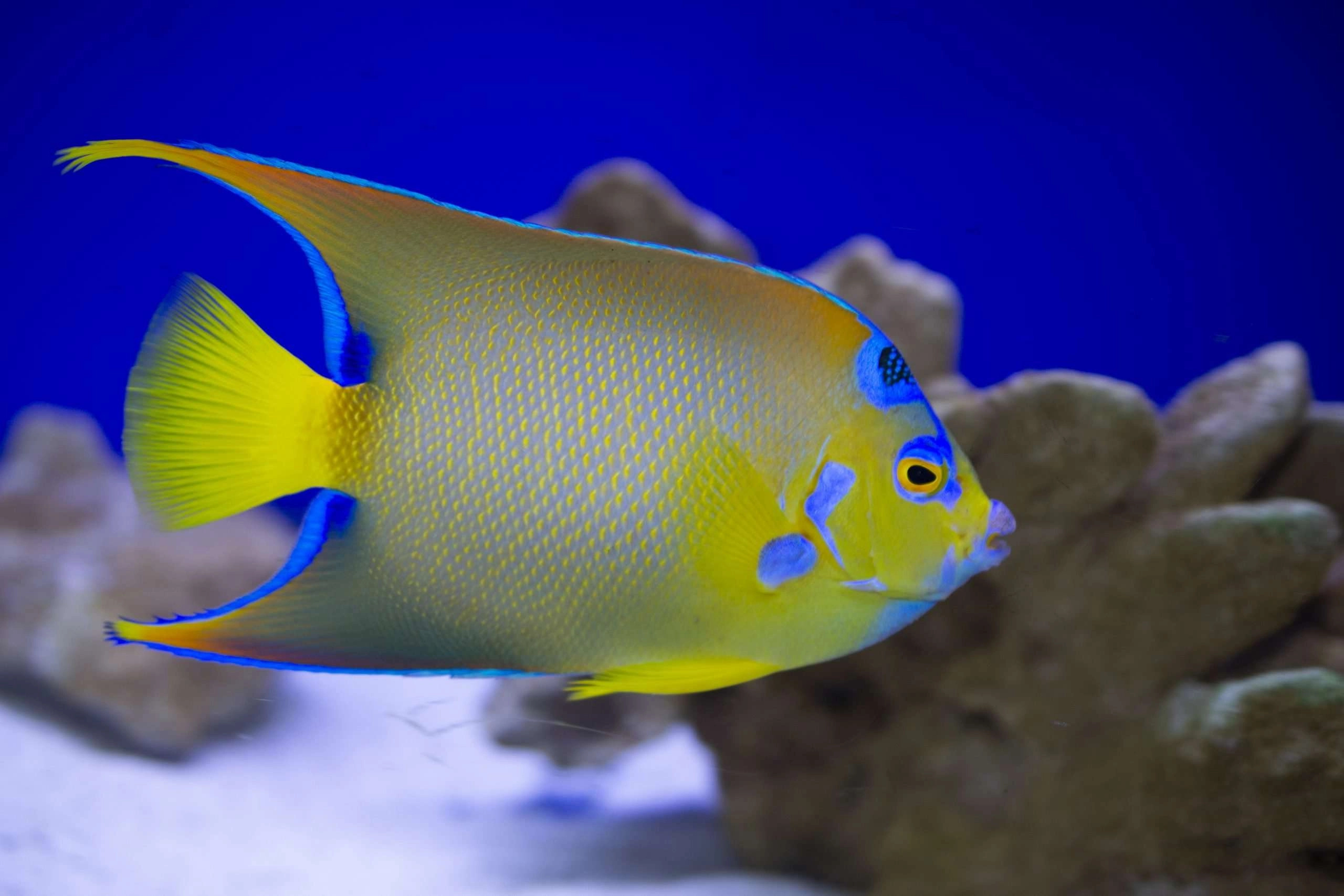 Angelfish, Queen Angelfish, Adult, House Of Fins, 2560x1710 HD Desktop