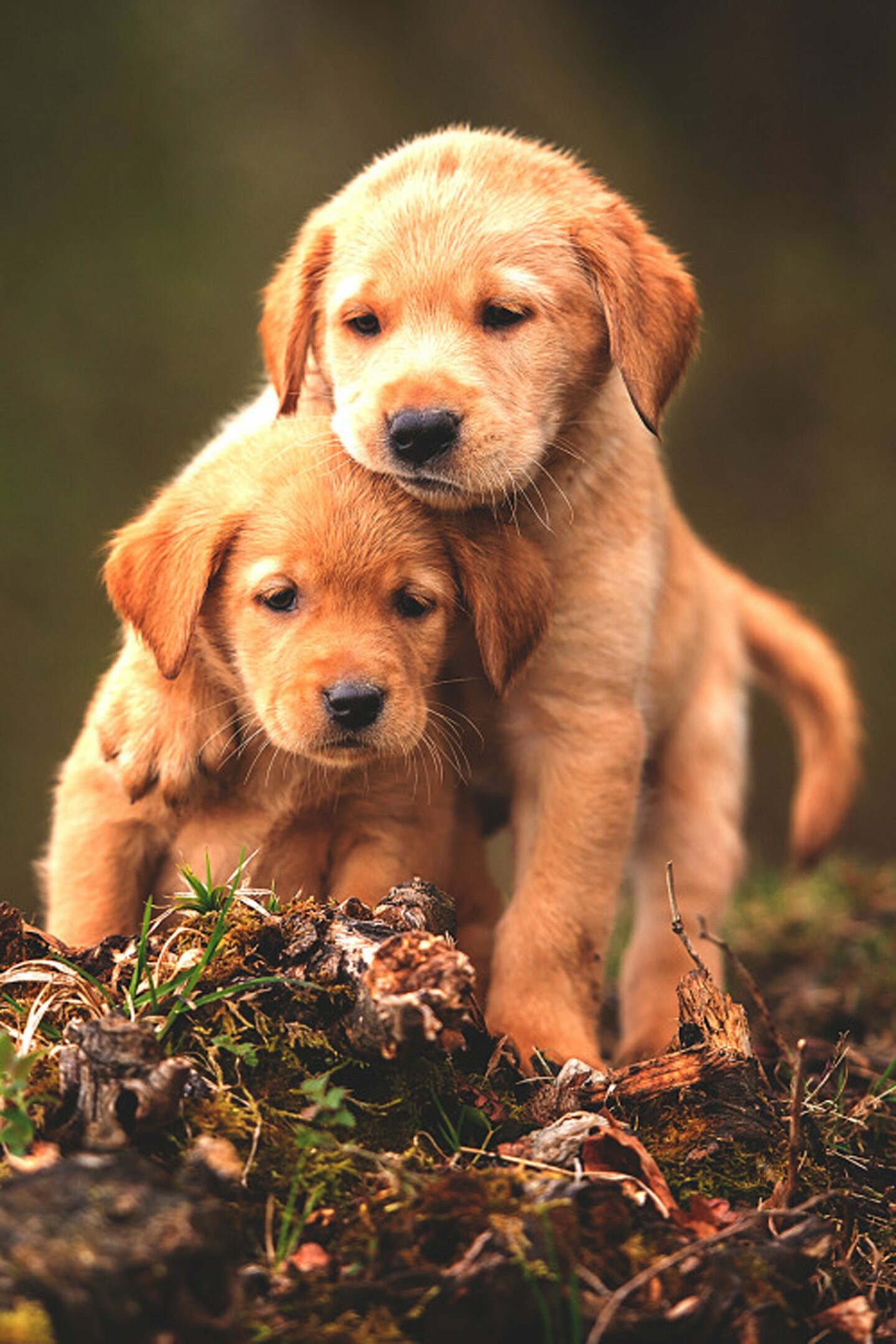 Cute baby animals, Cute dogs, HD wallpapers, Desktop backgrounds, 1440x2160 HD Phone