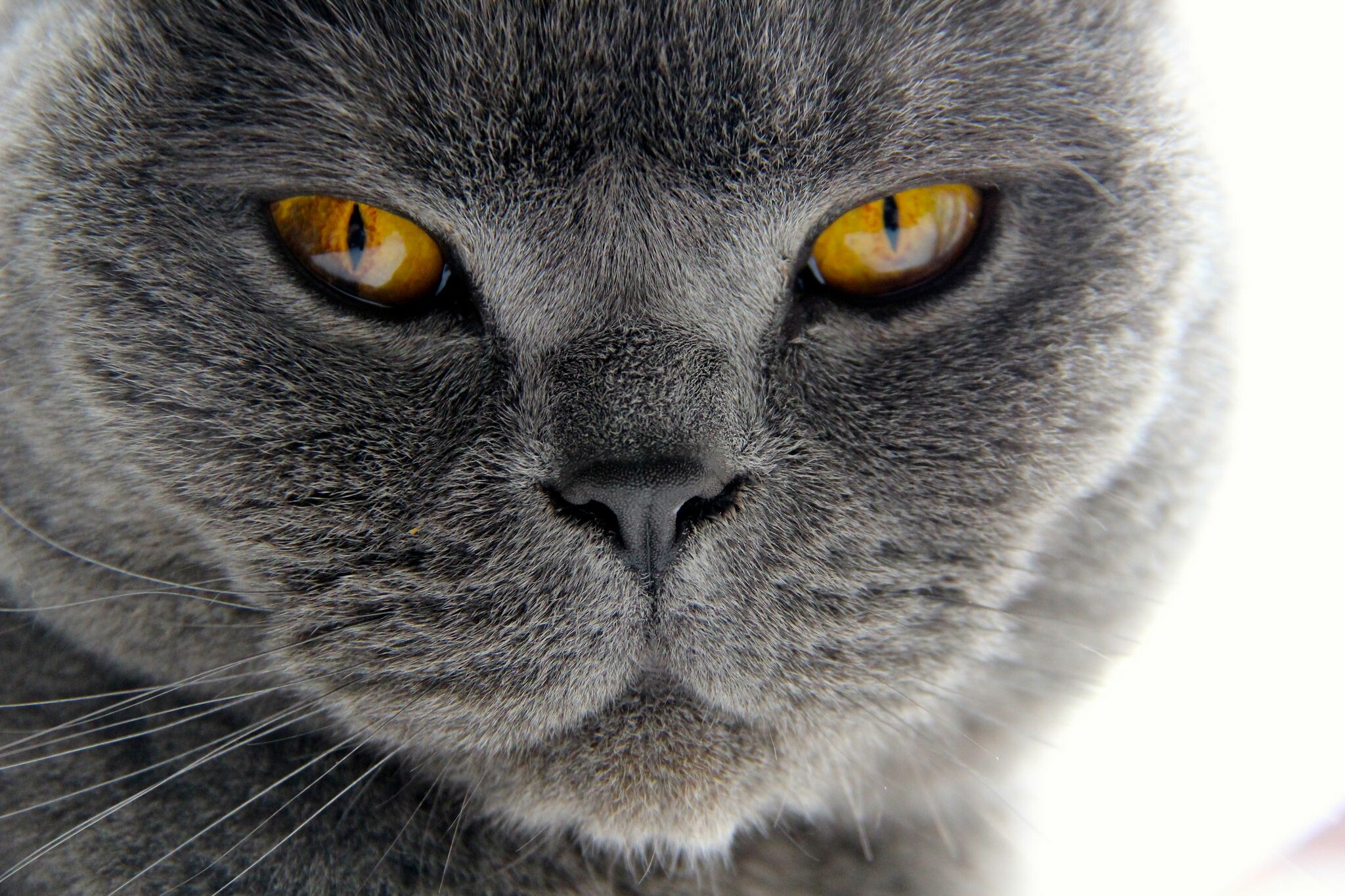 British Cat, Grey cats, Grey cat wallpaper, Captivating photo, 2050x1370 HD Desktop