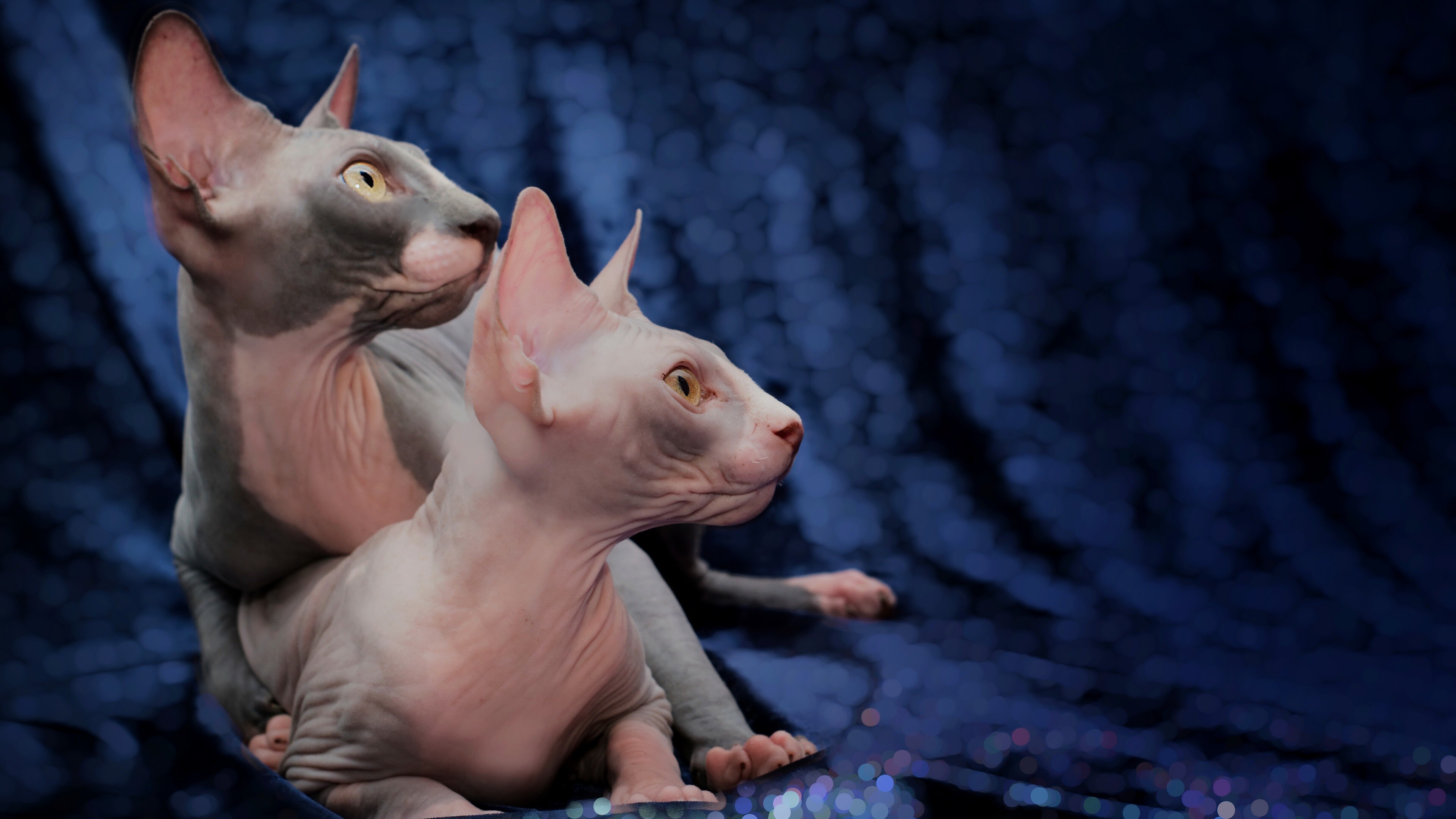 Couple, Sphynx Wallpaper, 3840x2160 4K Desktop