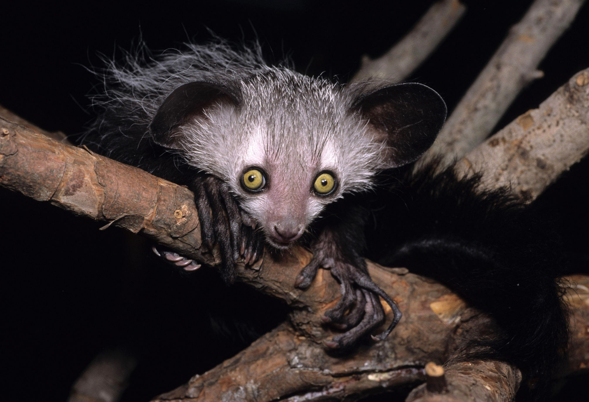 Nocturnal Aye Aye, Adventures in animal pack, Nighttime wonder, Frontier forums, 2010x1380 HD Desktop