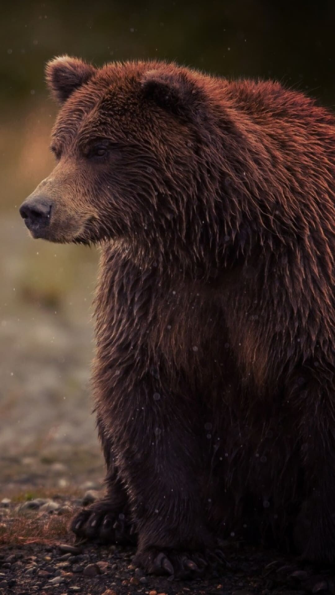 Bear iPhone wallpapers, Top selections, iPhone background, Stunning visuals, 1080x1920 Full HD Phone