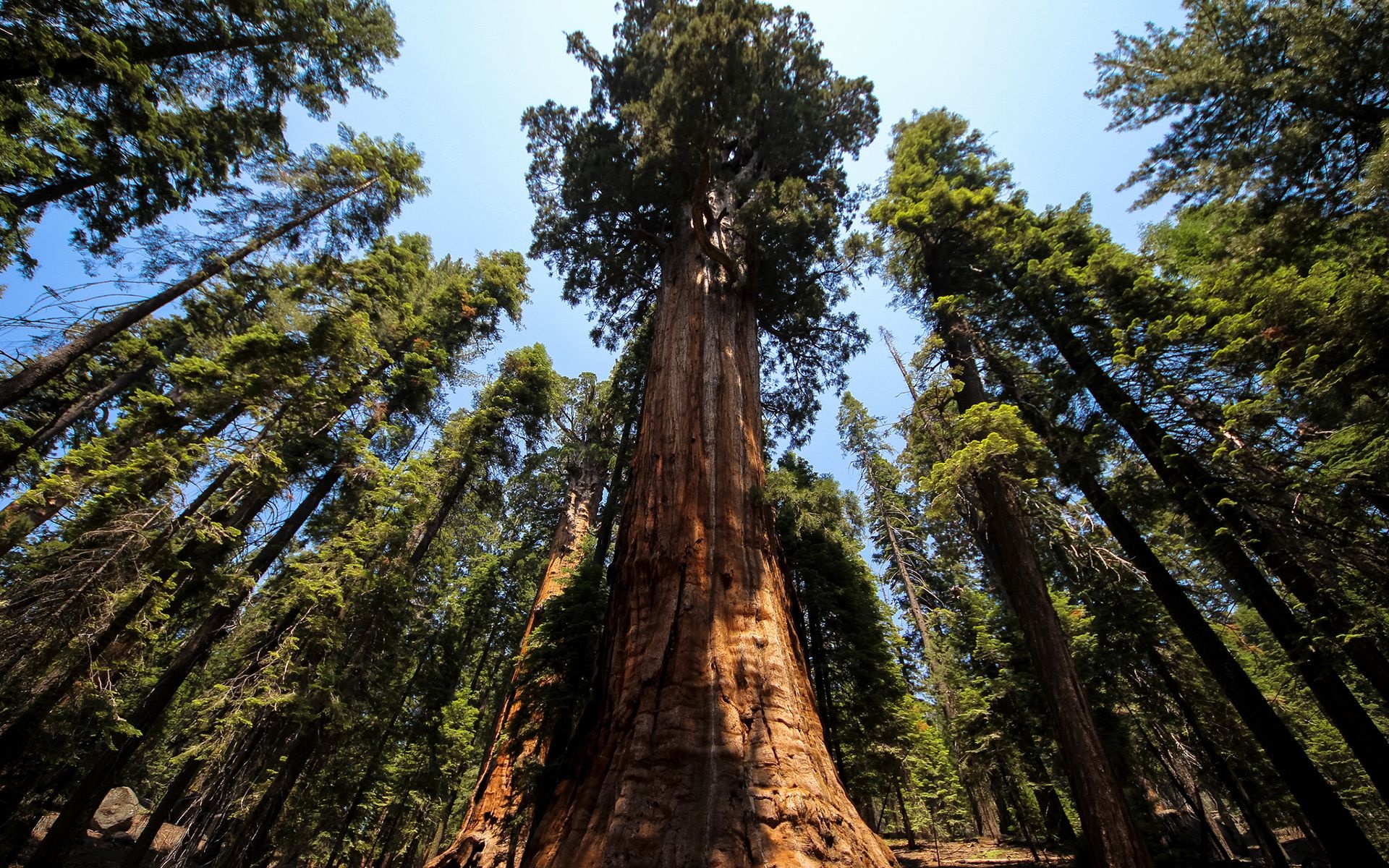 Redwood forest HD, Captivating views, Tranquil beauty, Scenic allure, 1920x1200 HD Desktop