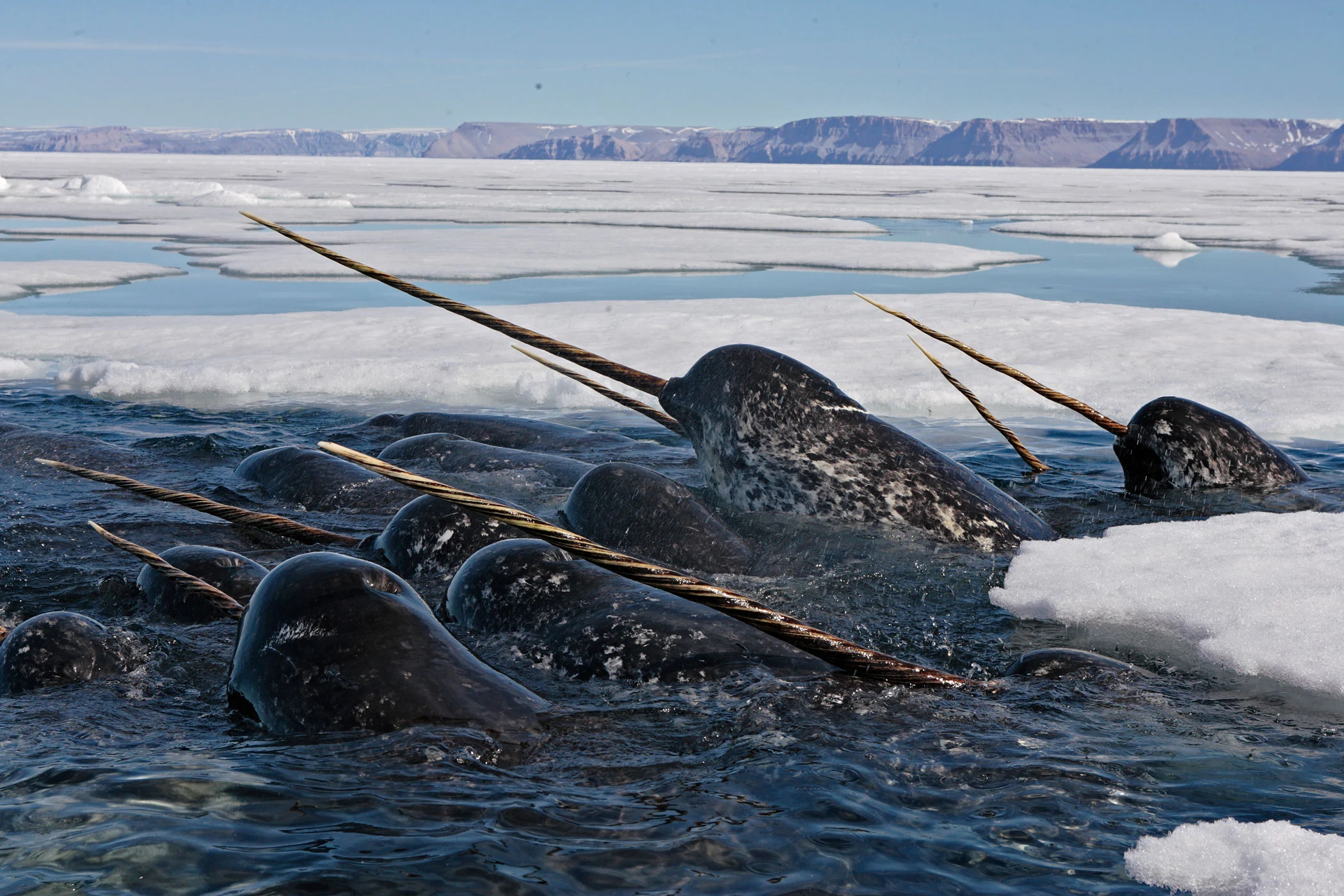 Narwhal, Tusk size indicates fertility, 2100x1400 HD Desktop