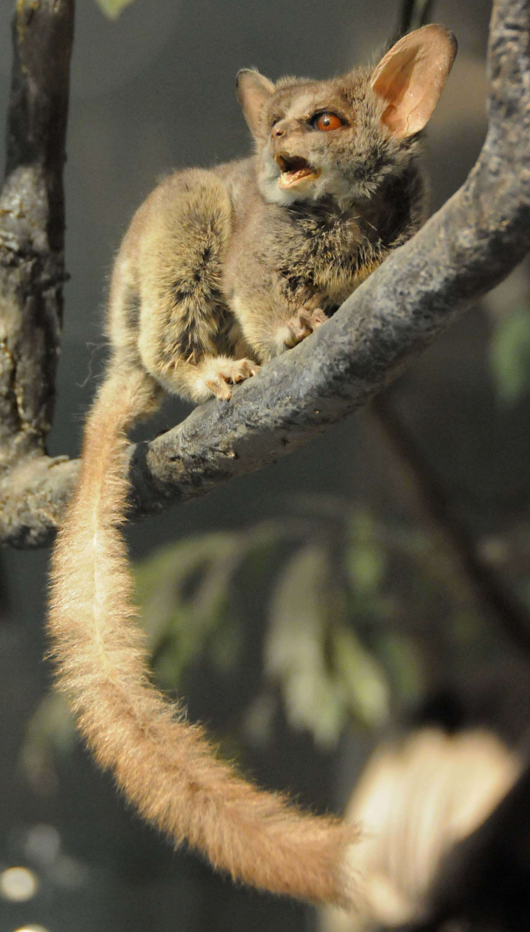 Tail, Bush Baby (Galago) Wallpaper, 1770x3110 HD Phone