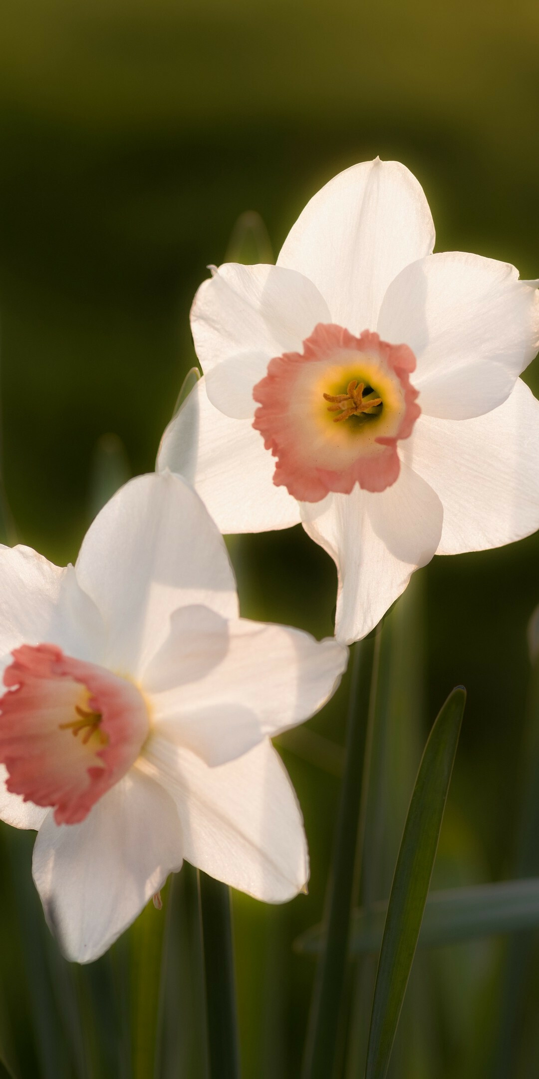 White Daffodil, Daffodils Wallpaper, 1080x2160 HD Phone