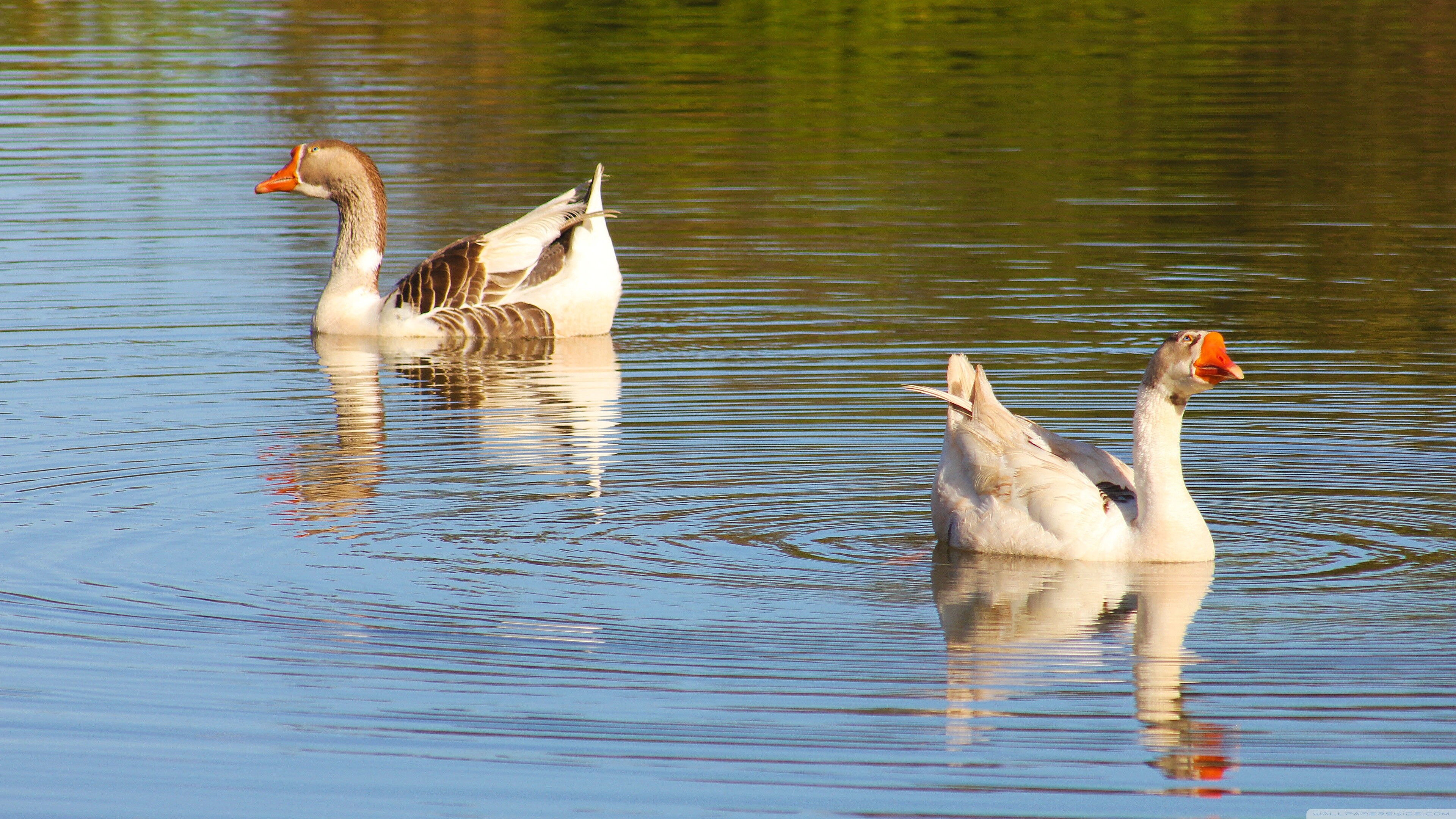 Goose in 4K ultra HD, Breathtaking wallpaper, Stunning image, Feathered beauty, 3840x2160 4K Desktop