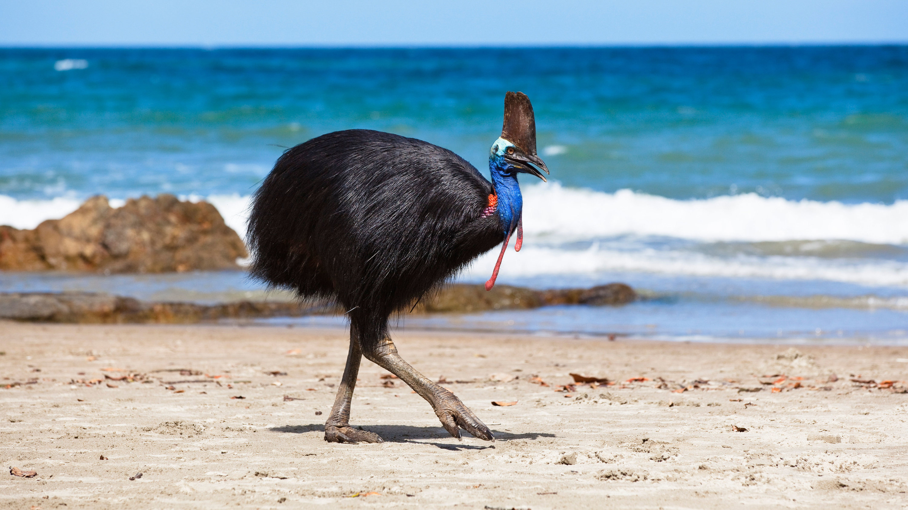 Giant bird creature, Intriguing news story, Mysterious owner's demise, New York Times feature, 3000x1690 HD Desktop