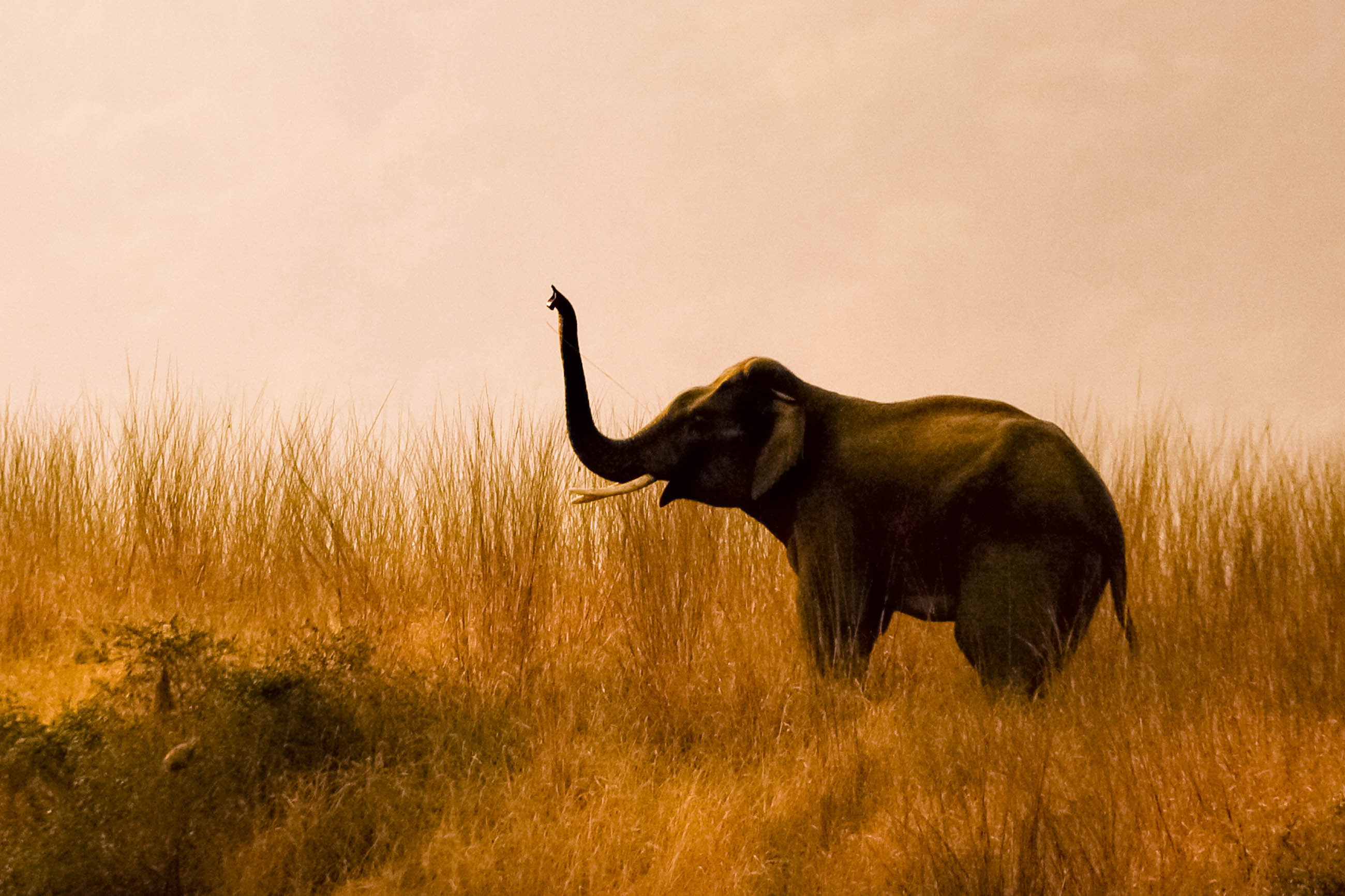 Jim Corbett National Park, Wildlife sanctuary, Indian adventure, Franks travelbox, 2600x1740 HD Desktop