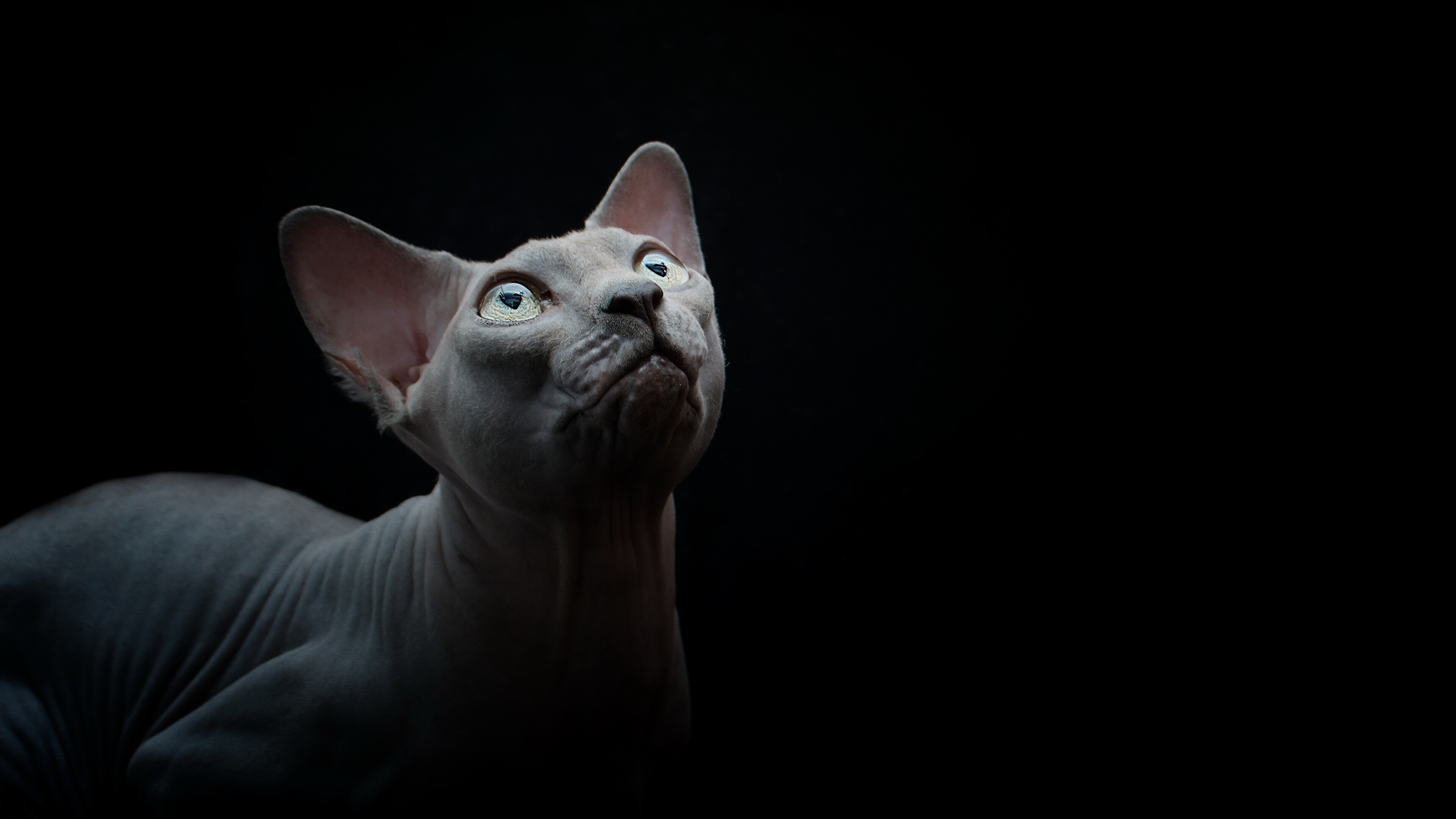 Sphynx Cat, 4K Ultra HD wallpaper, Striking image, Hairless fascination, 3840x2160 4K Desktop