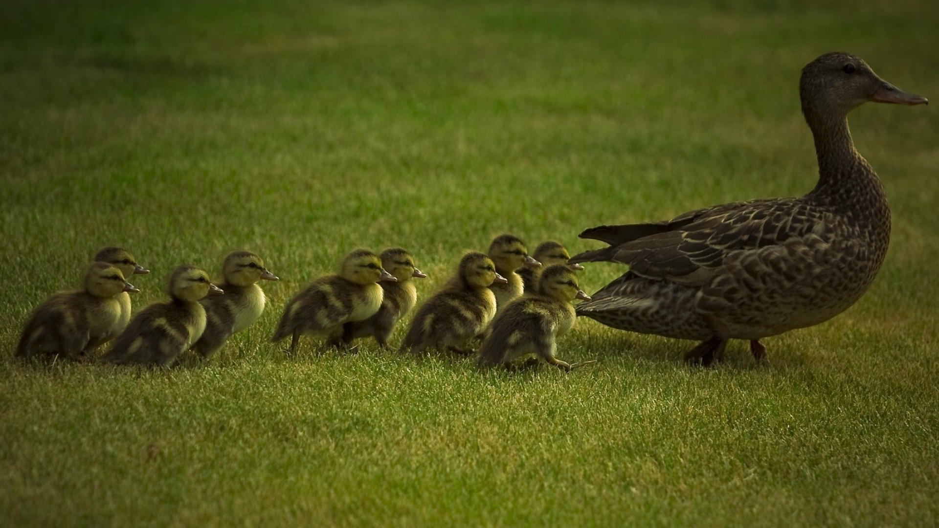 Duck wallpapers featuring animals, High resolution, Desktop and mobile backgrounds, Natural beauty, 1920x1080 Full HD Desktop