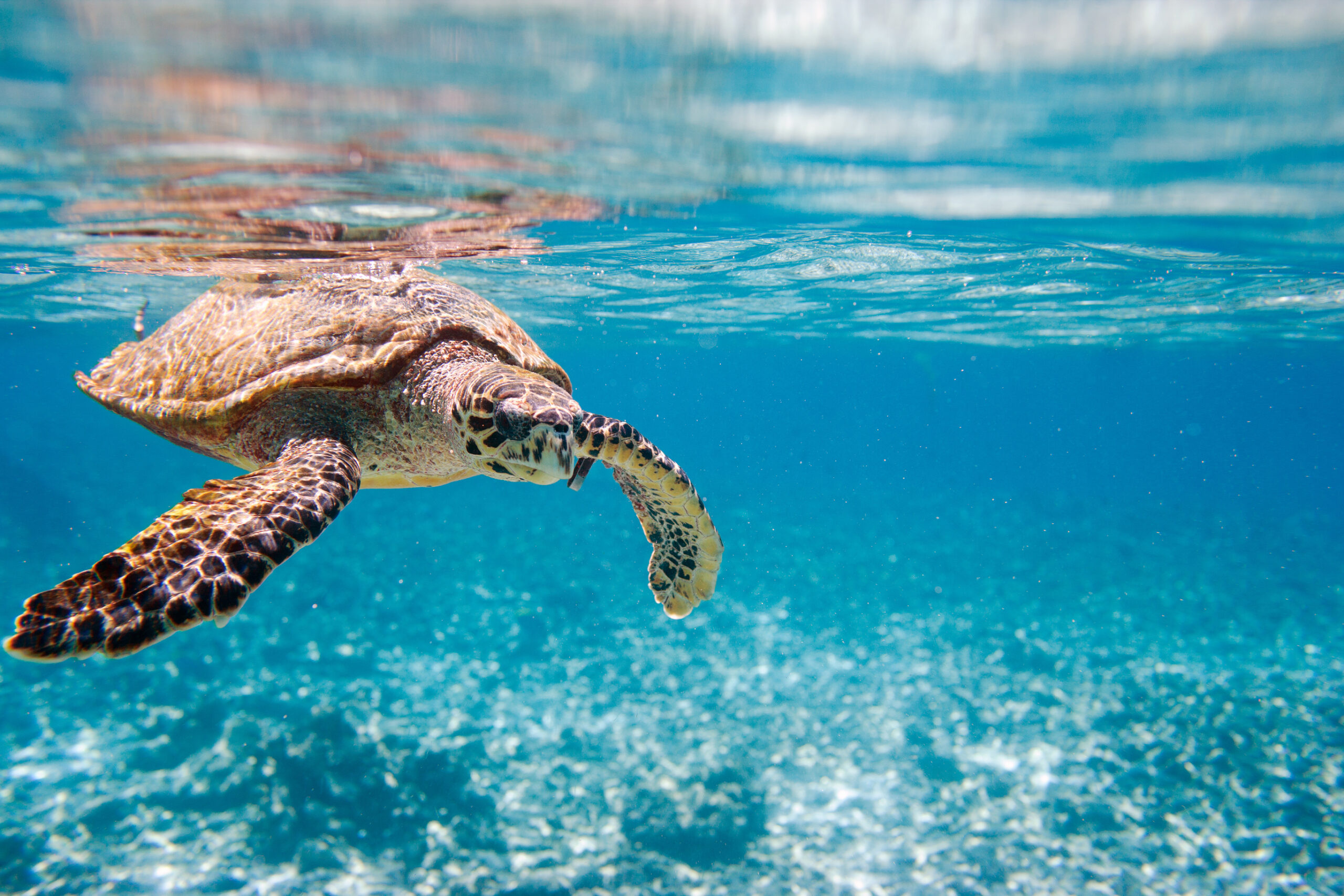 Hawksbill rum, Sea turtle project, Spirits business, Sea turtle, 2560x1710 HD Desktop