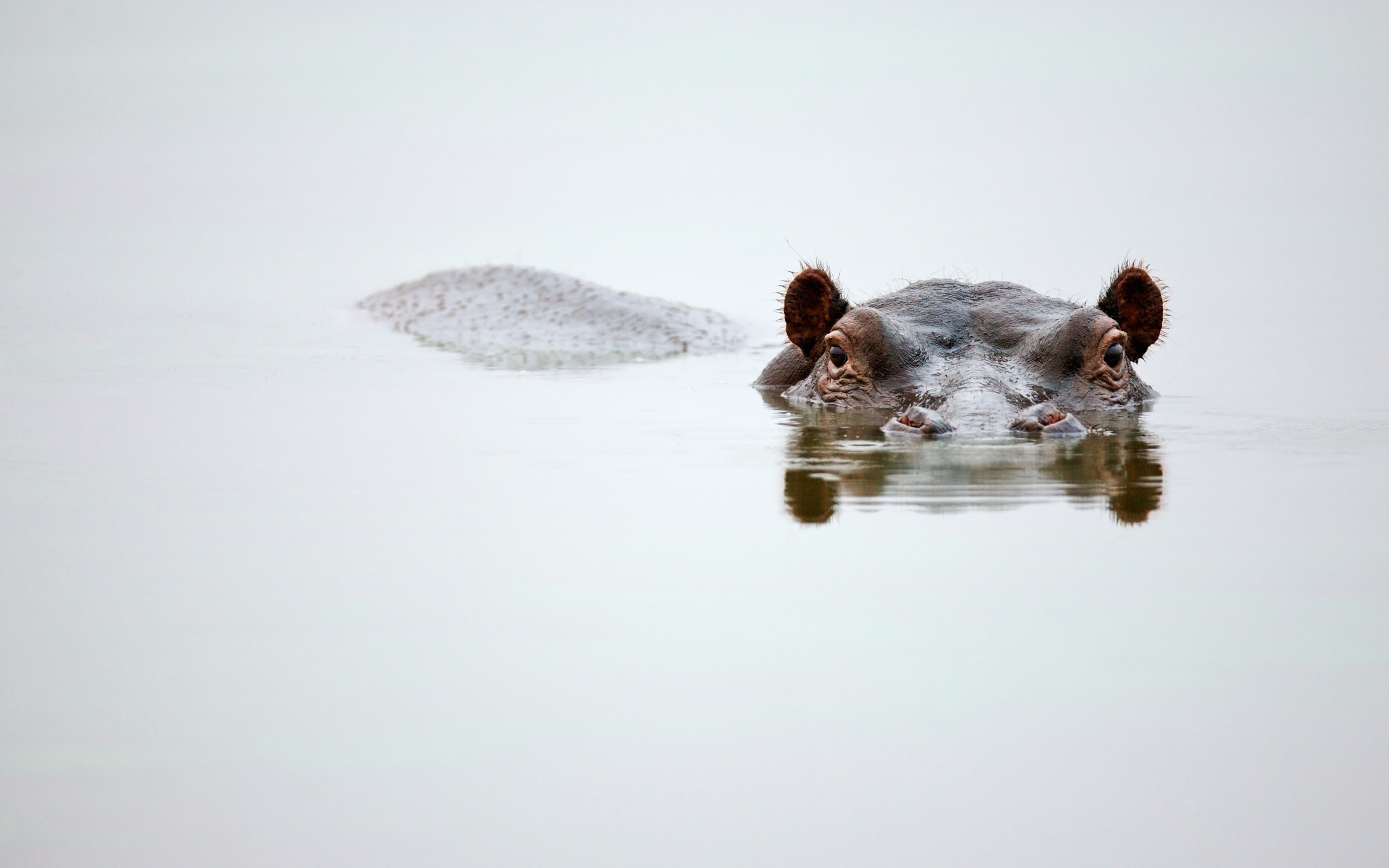 Eyes and ears, Hippopotamus Wallpaper, 2560x1600 HD Desktop