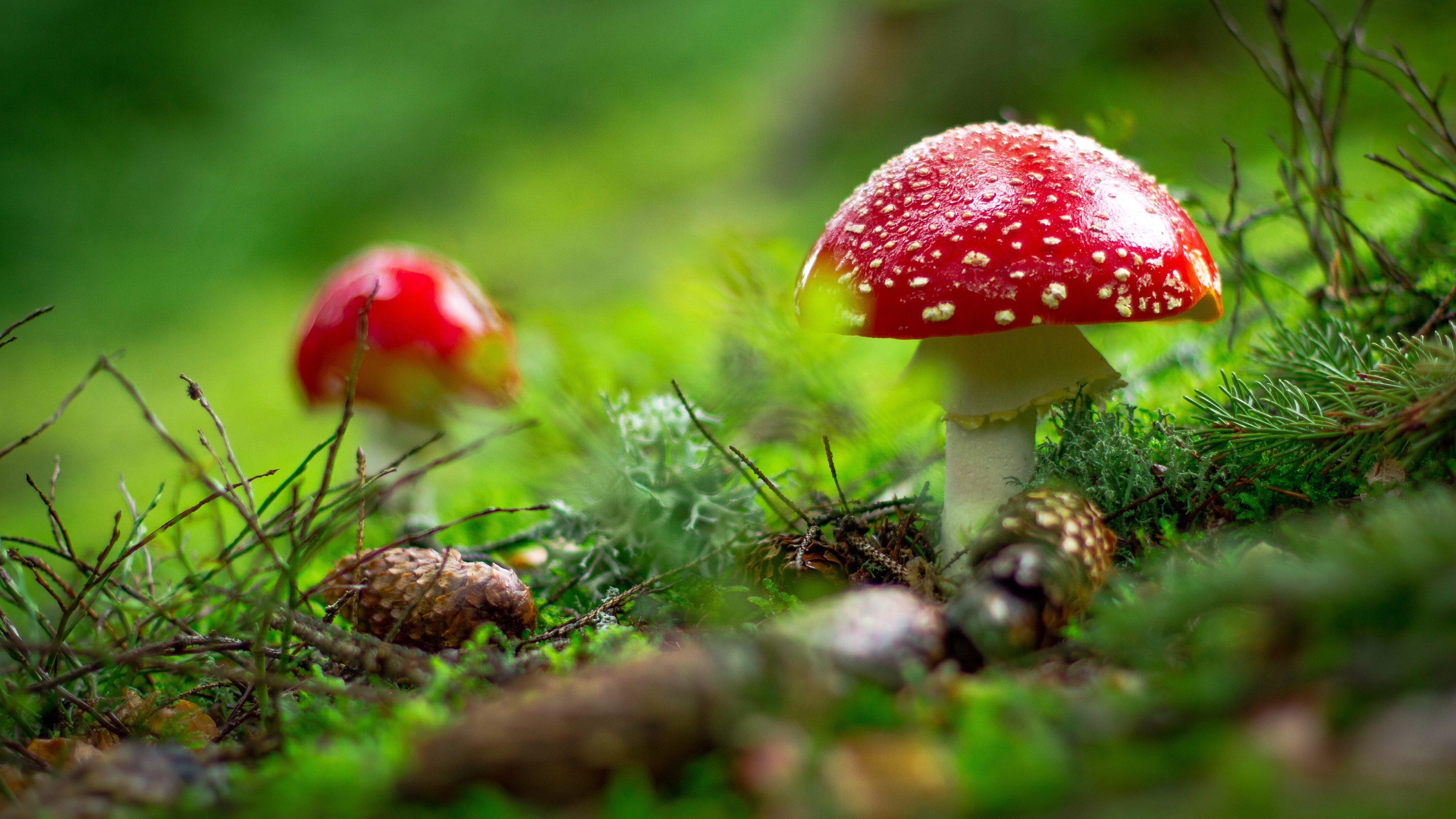 Amanita, Nature, 4K Ultra HD wallpaper, 3840x2160 4K Desktop