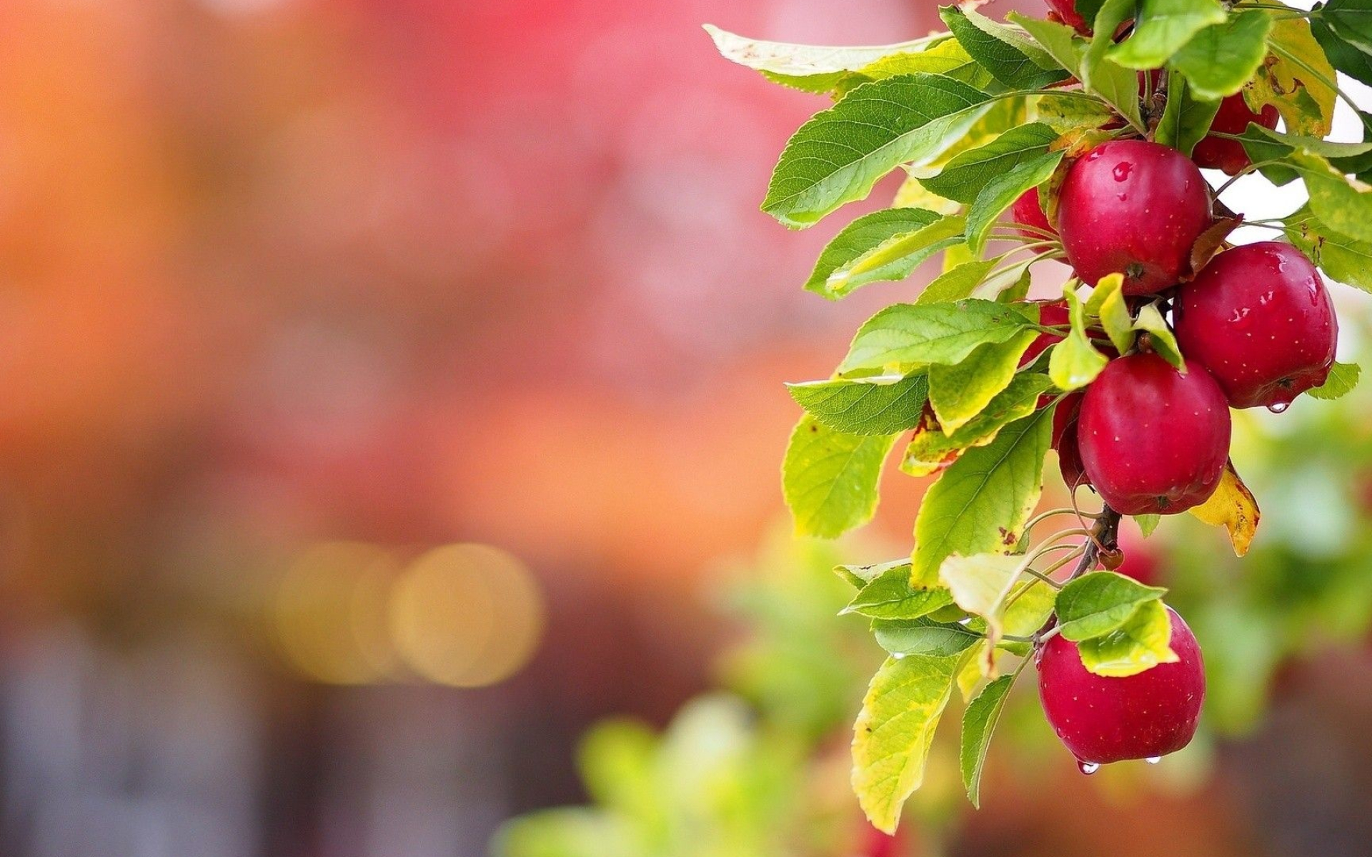 Apple Tree, Amazing garden, Kismat welding works, Apple plant, 1920x1200 HD Desktop