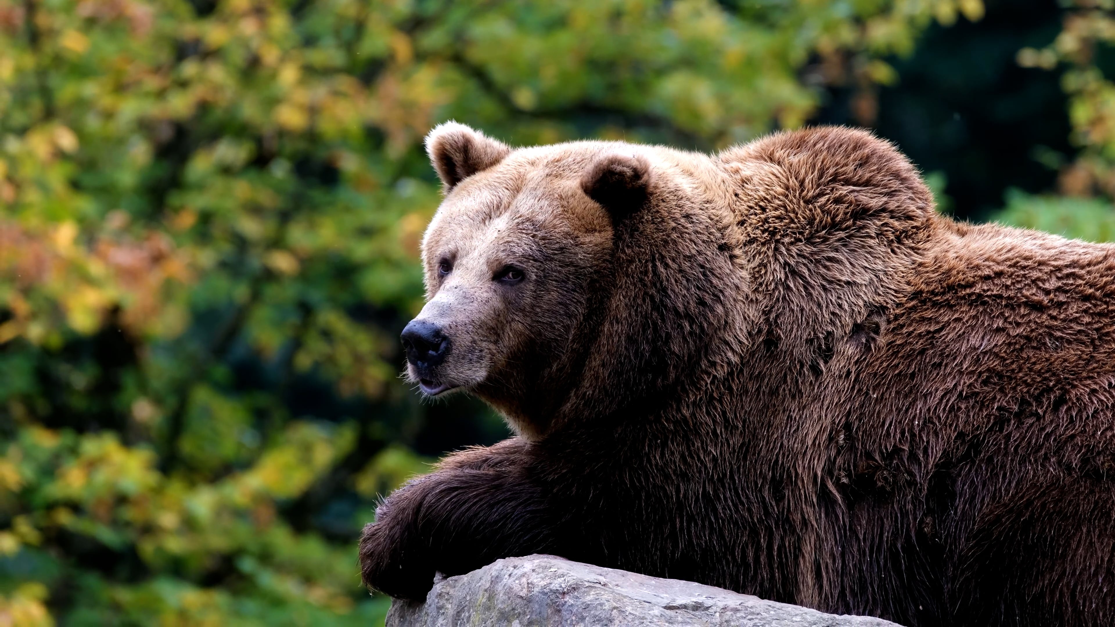 Lying on the rock, Grizzly Bears Wallpaper, 3840x2160 4K Desktop