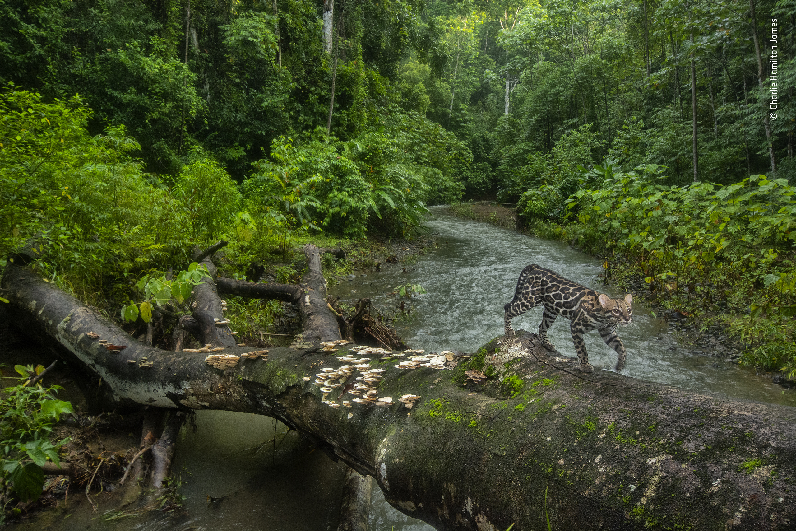 Ocelot, Wildlife on the highway, Natural history museum, Breathtaking sight, 2560x1710 HD Desktop