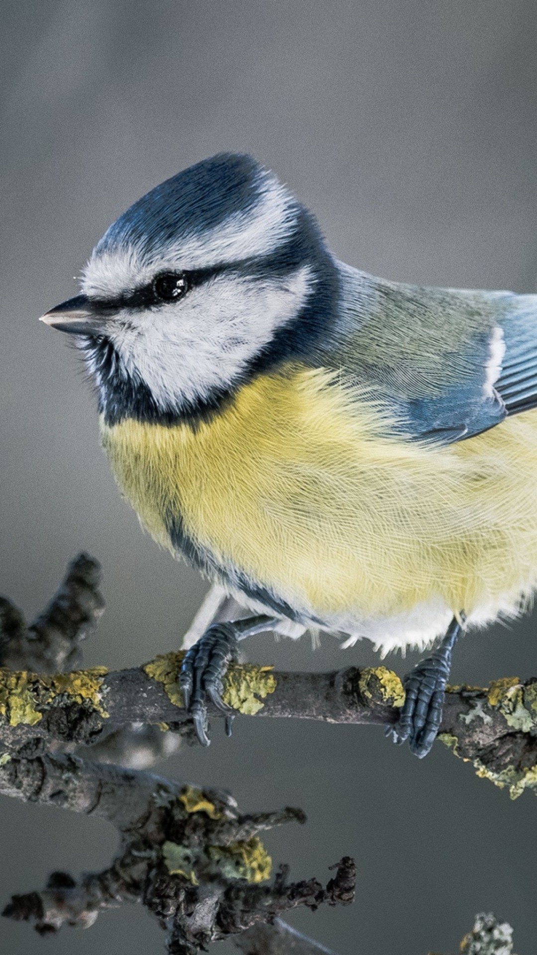 Tit Bird HD Wallpaper, iPhone Exclusive, High-definition Beauty, Eye-catching Resolution, 1080x1920 Full HD Phone