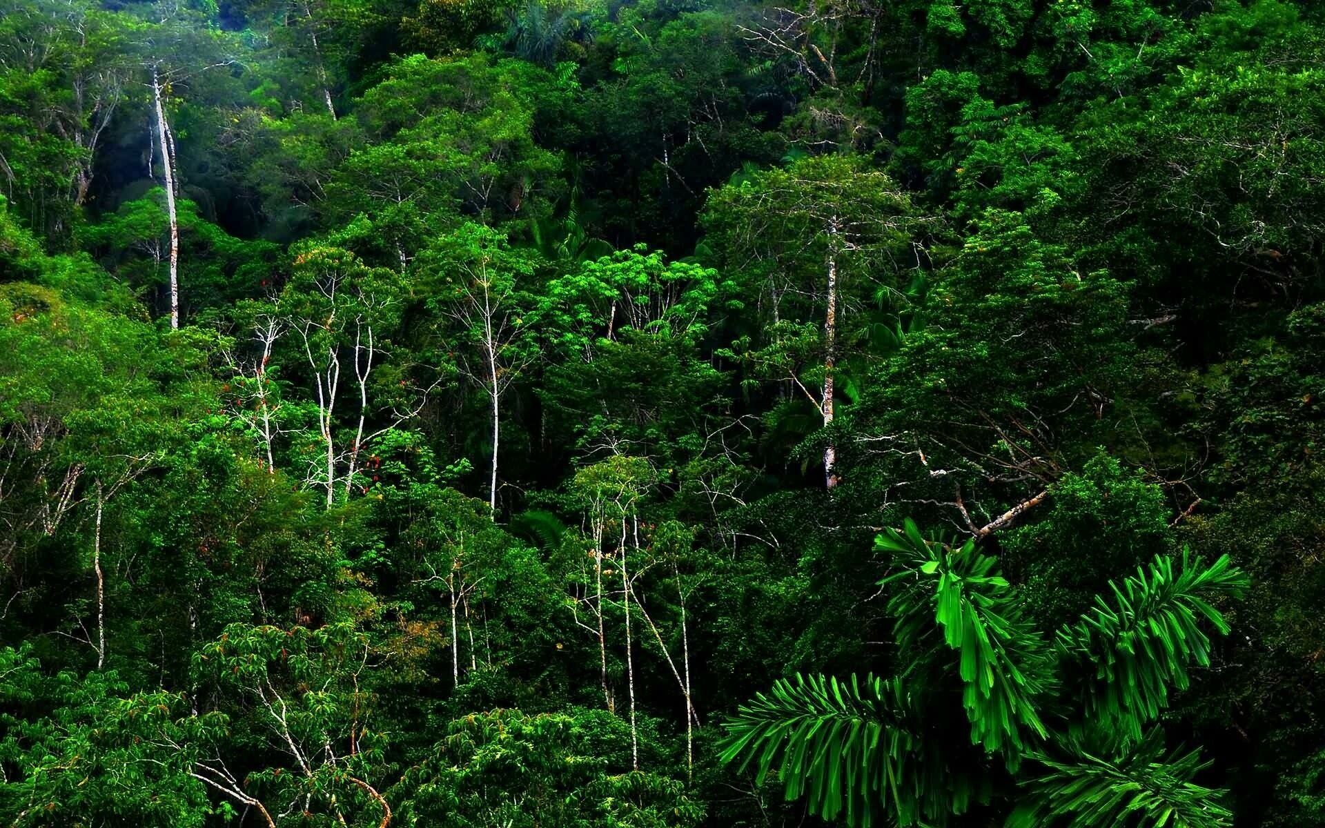 Free rainforest wallpapers, Nature's wonderland, Lush greenery, Tranquil atmosphere, 1920x1200 HD Desktop