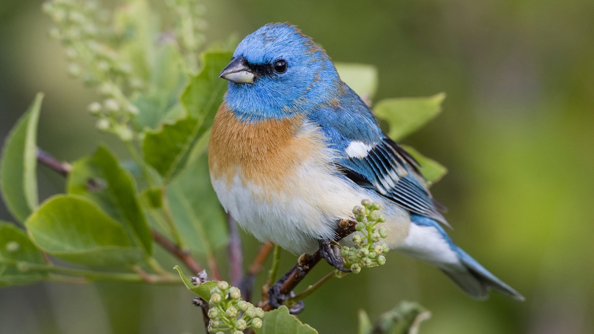 Blue bird wallpaper, Great tit, Free, 1920x1080 Full HD Desktop