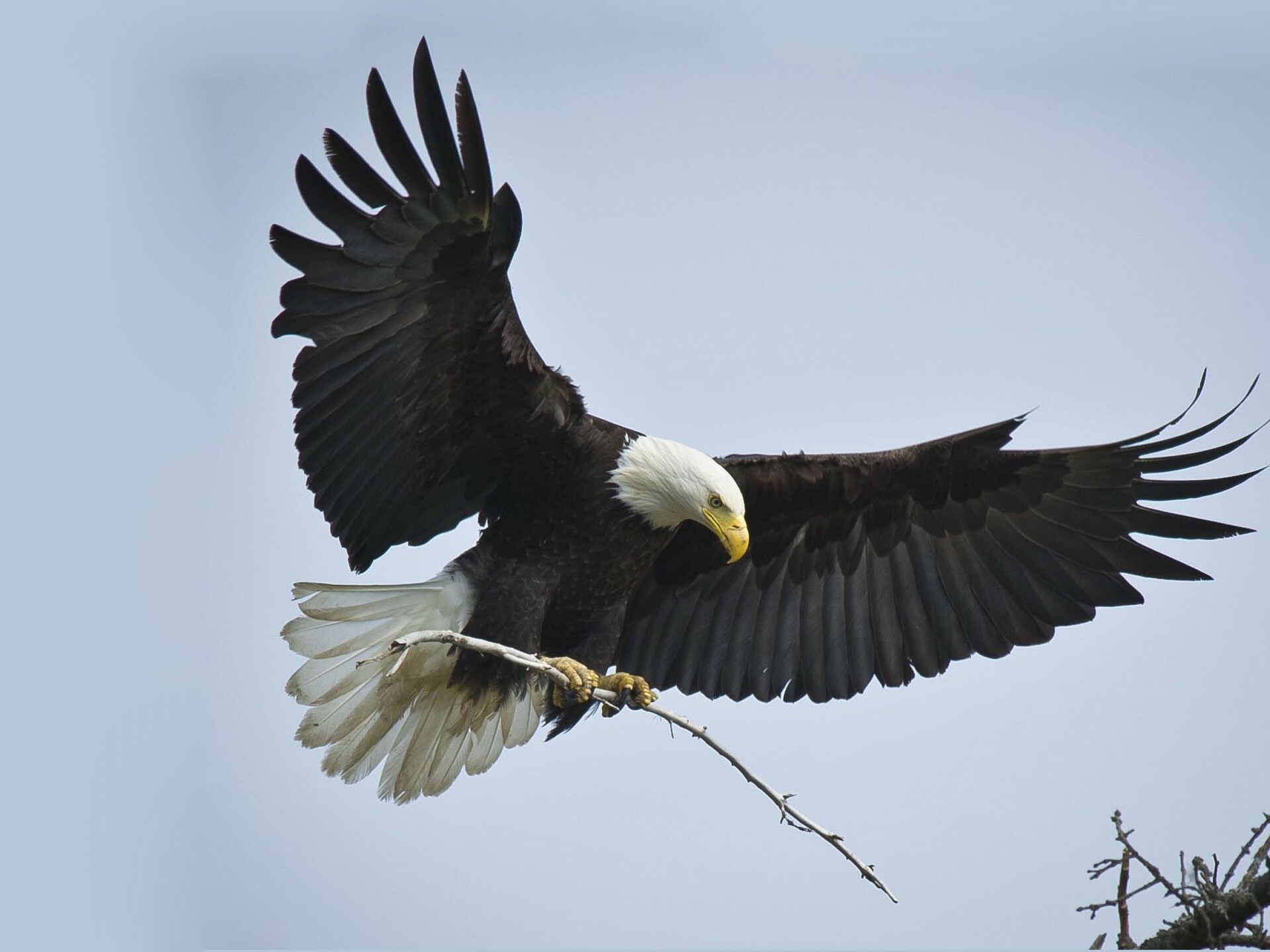 American national bird, Exquisite mobile wallpaper, Lap top background, Mesmerizing beauty, 1920x1440 HD Desktop