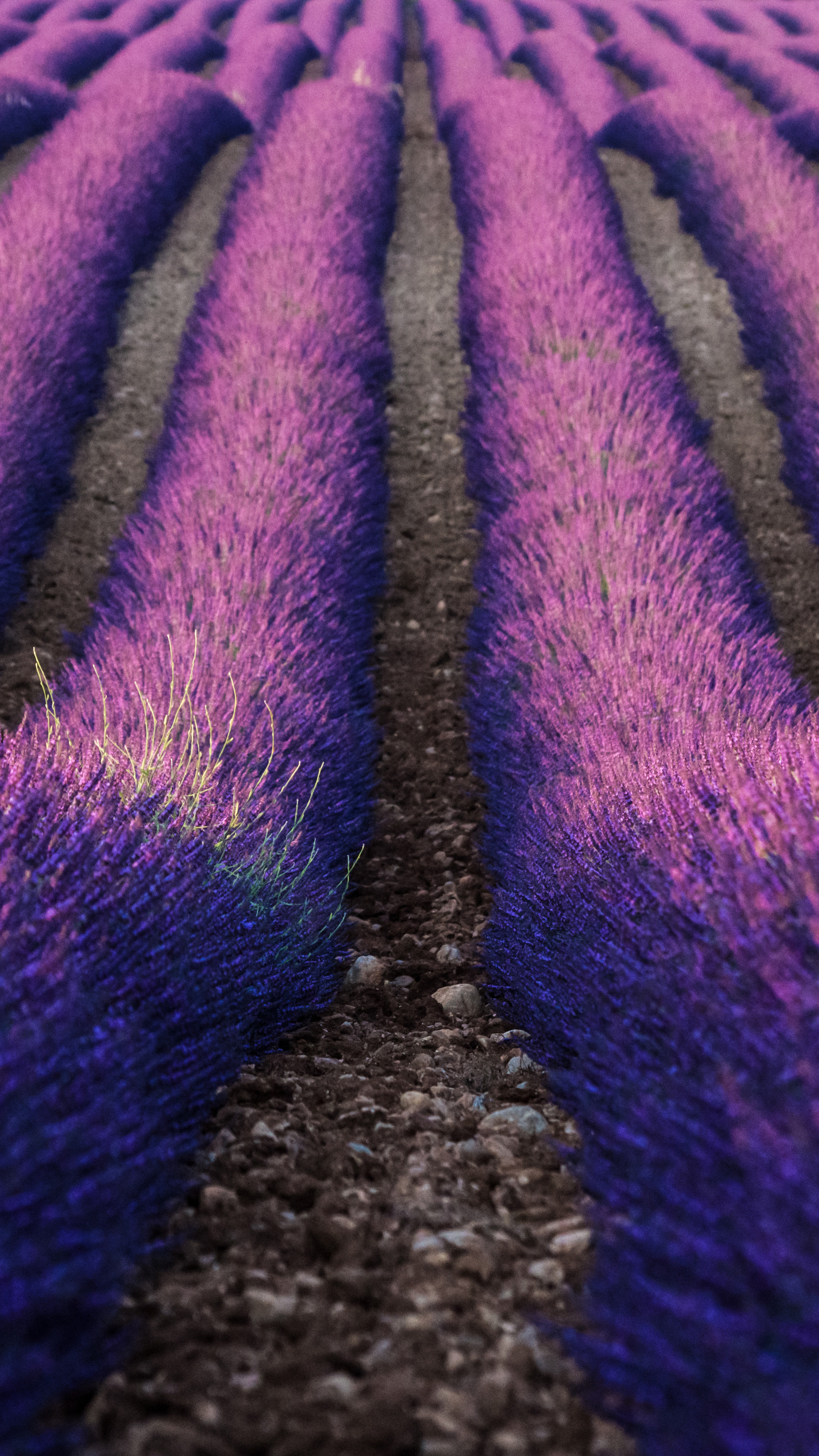 Lavender, Farms Wallpaper, 2160x3840 4K Phone