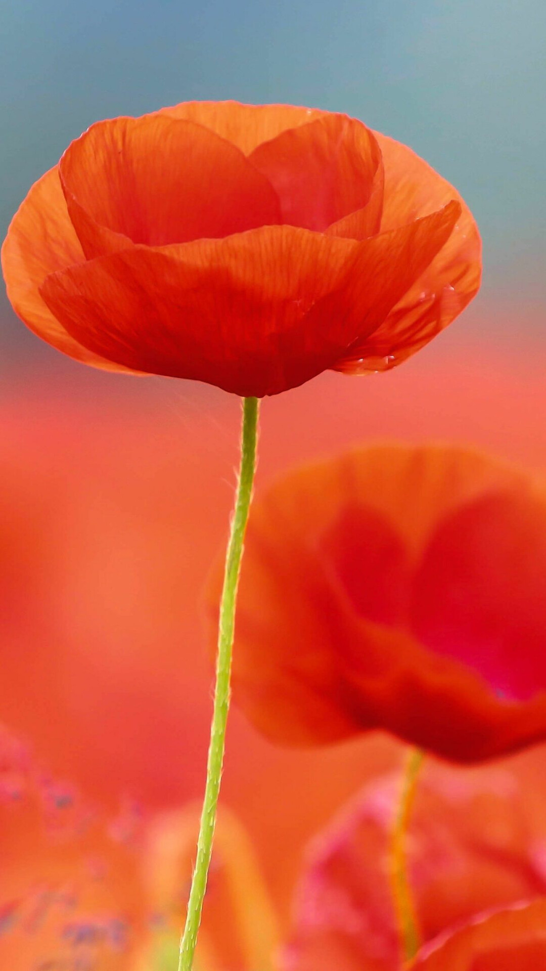 Poppy flower, Bright red petals, Captivating beauty, Detailed photography, 1080x1920 Full HD Phone