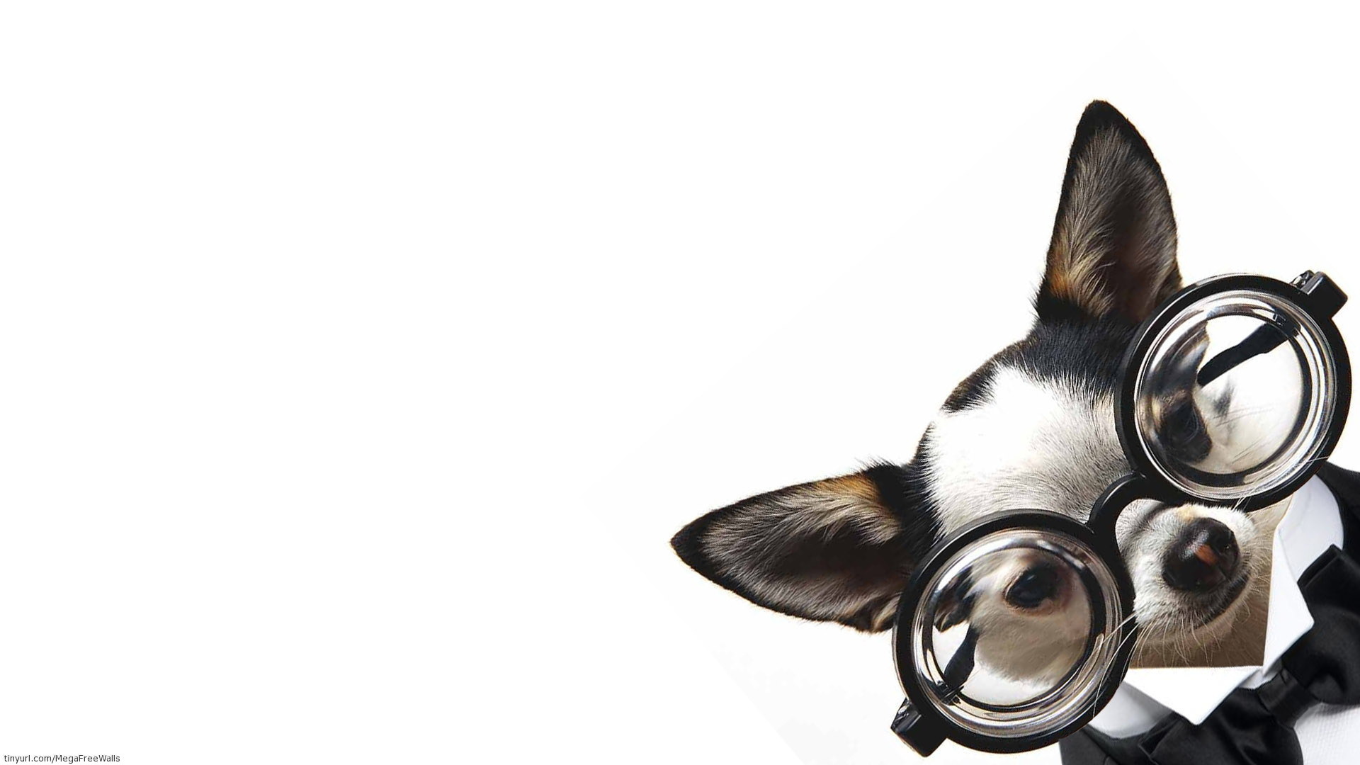 Dog with glasses, Cute Computer Wallpaper, 1920x1080 Full HD Desktop