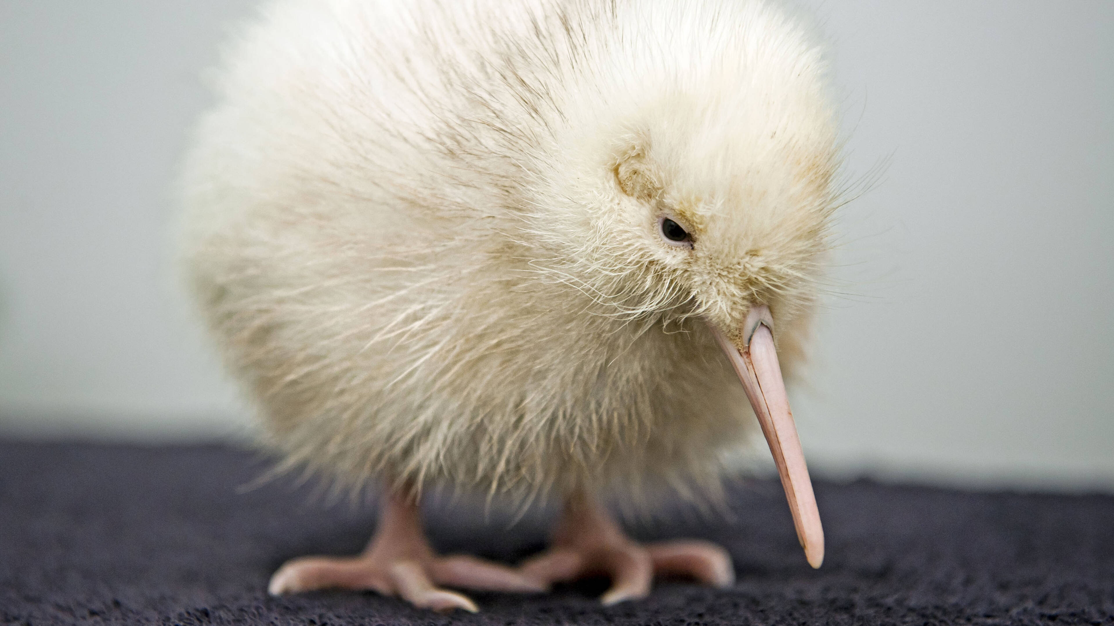 Zeldzame Witte Kiwi, Sterft na operatie, Nieuw Zeeland, 3840x2160 4K Desktop