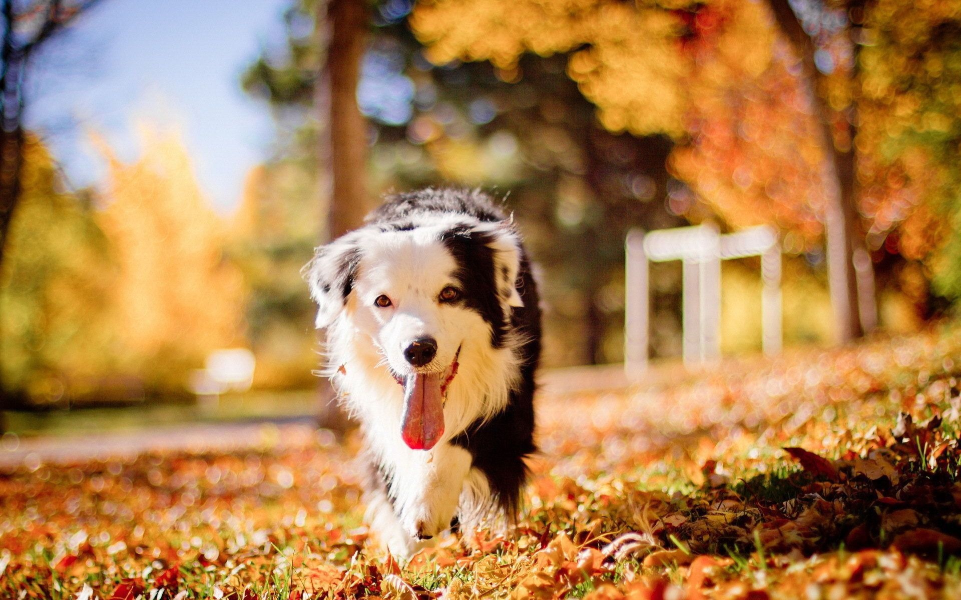 Autumn pets, Nature's beauty, Seasonal colors, Tranquil companions, 1920x1200 HD Desktop