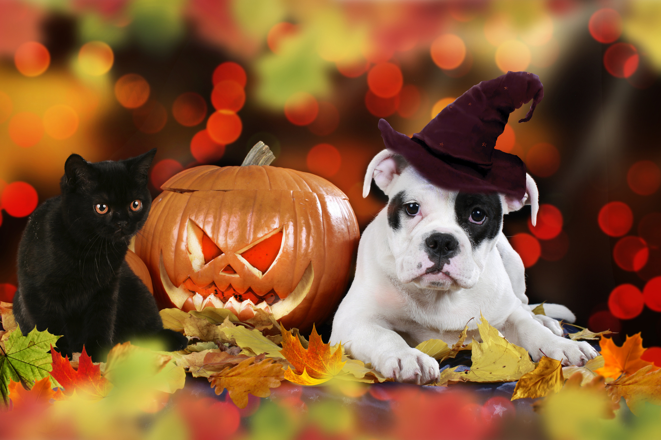 Cat and dog, Halloween Pets Wallpaper, 2130x1420 HD Desktop