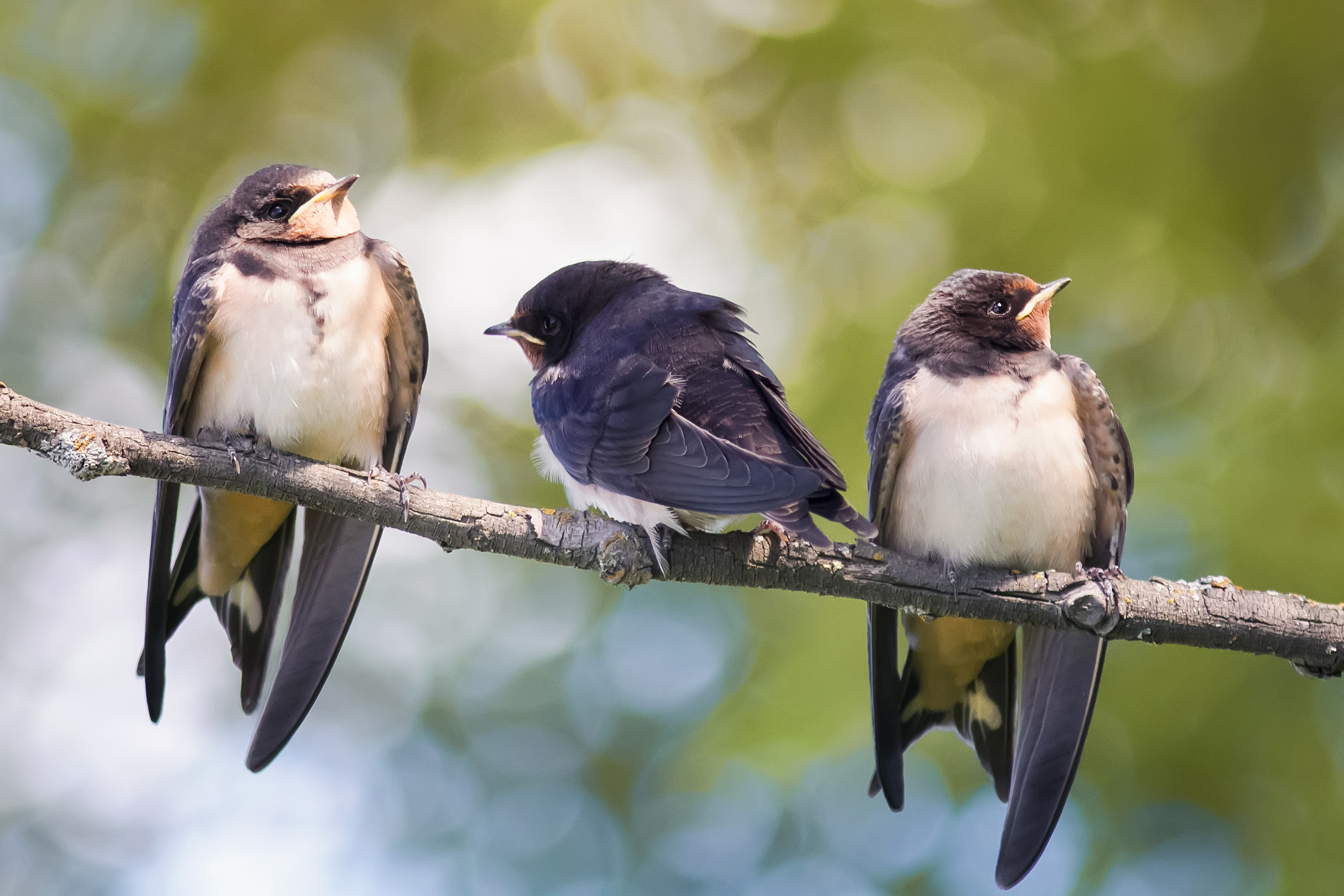 Family, Swallow Wallpaper, 2700x1800 HD Desktop