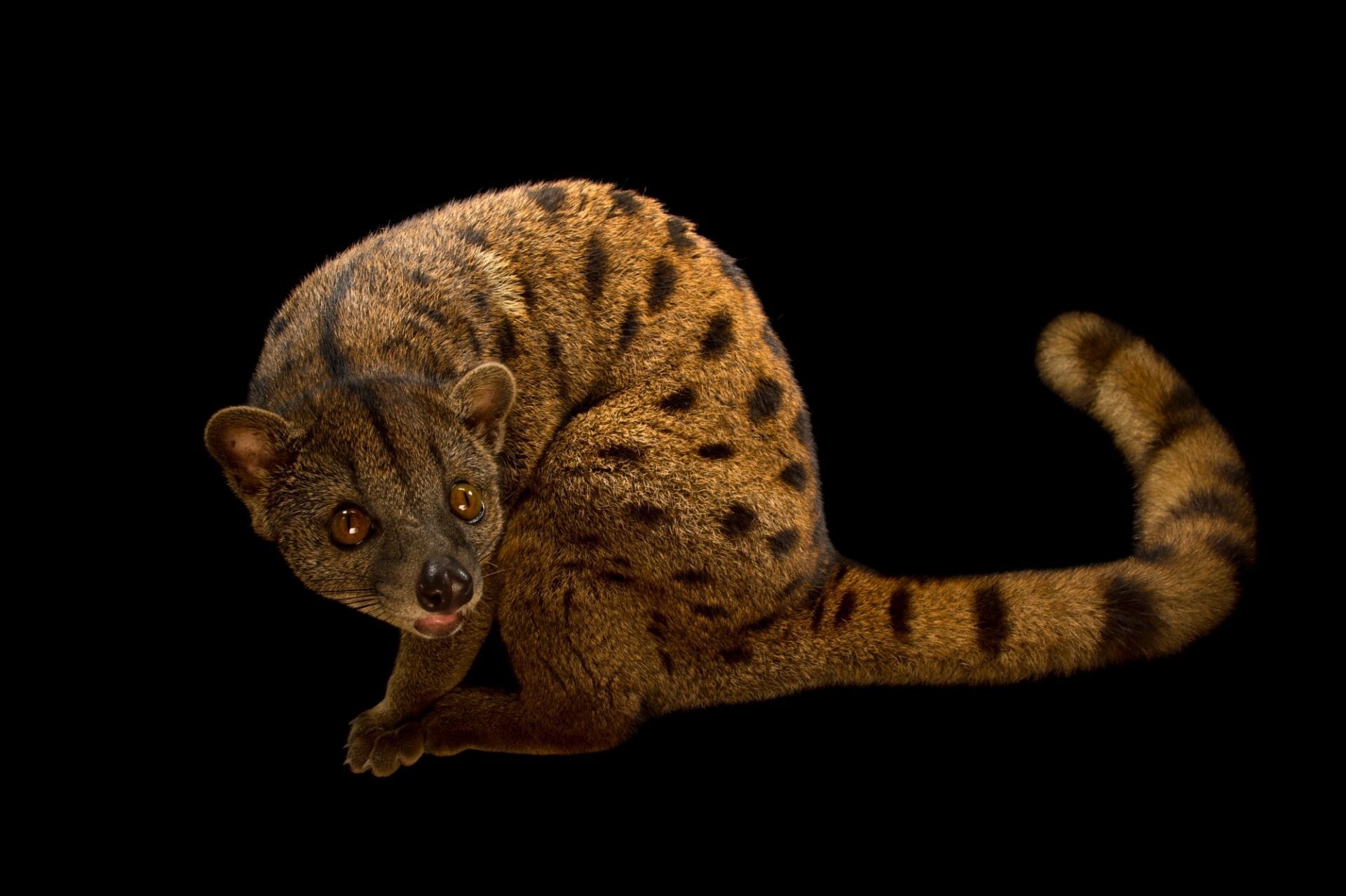 African palm civet, Gabon residence, Little mammal, Nature's wonder, 1920x1280 HD Desktop