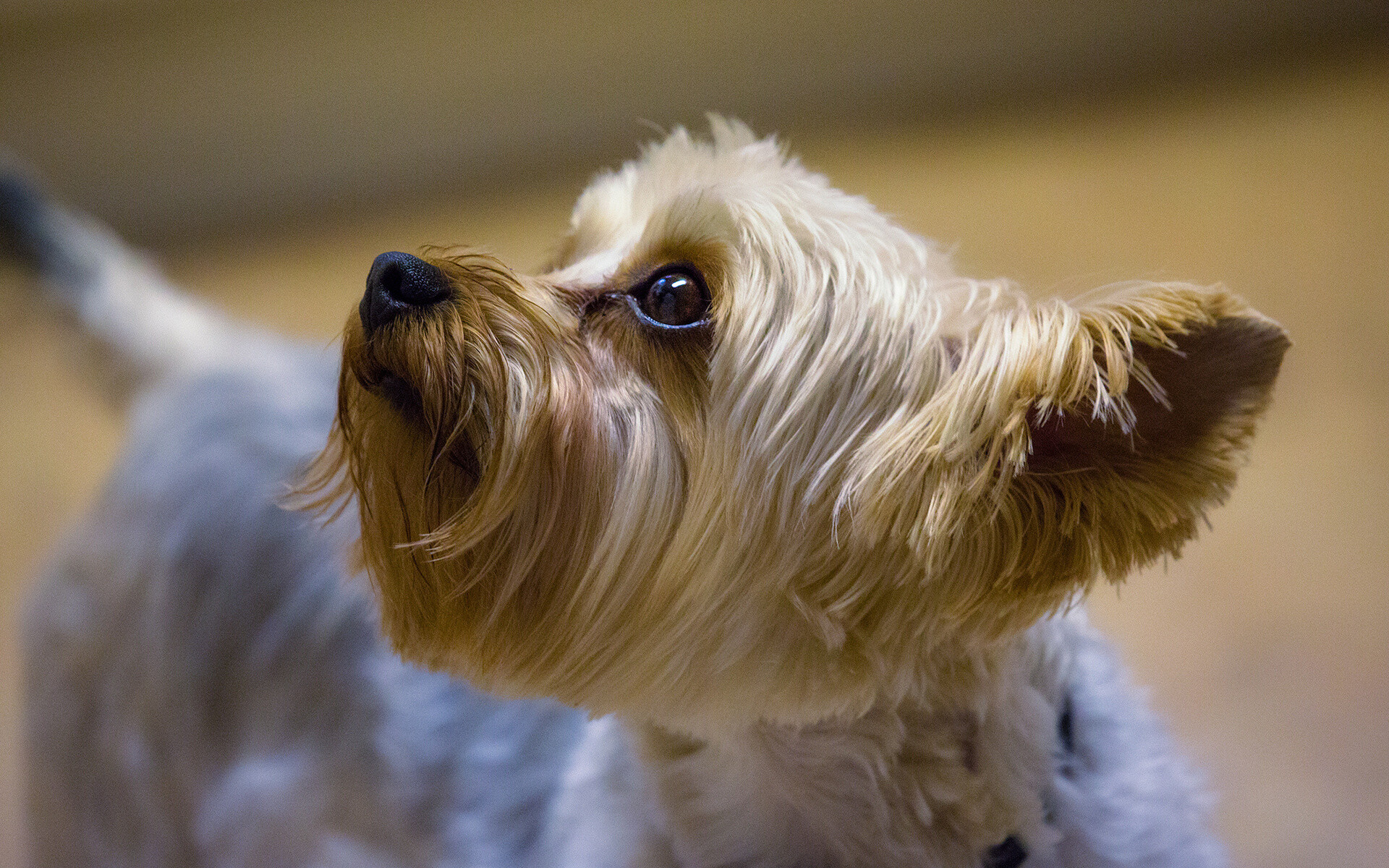 Profile, Yorkshire Terrier Wallpaper, 1920x1200 HD Desktop